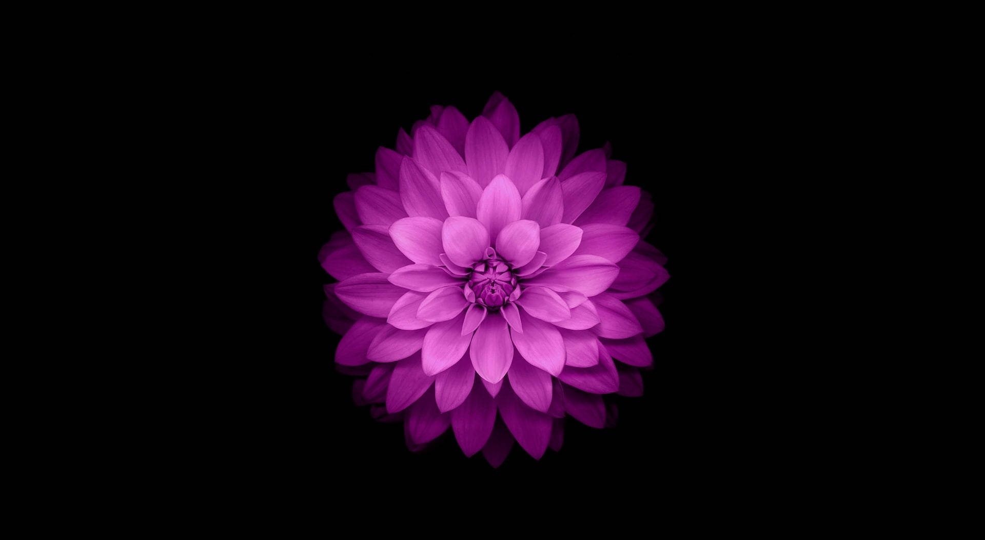 Purple Flower MacBook Air Picha ya Ukuta
