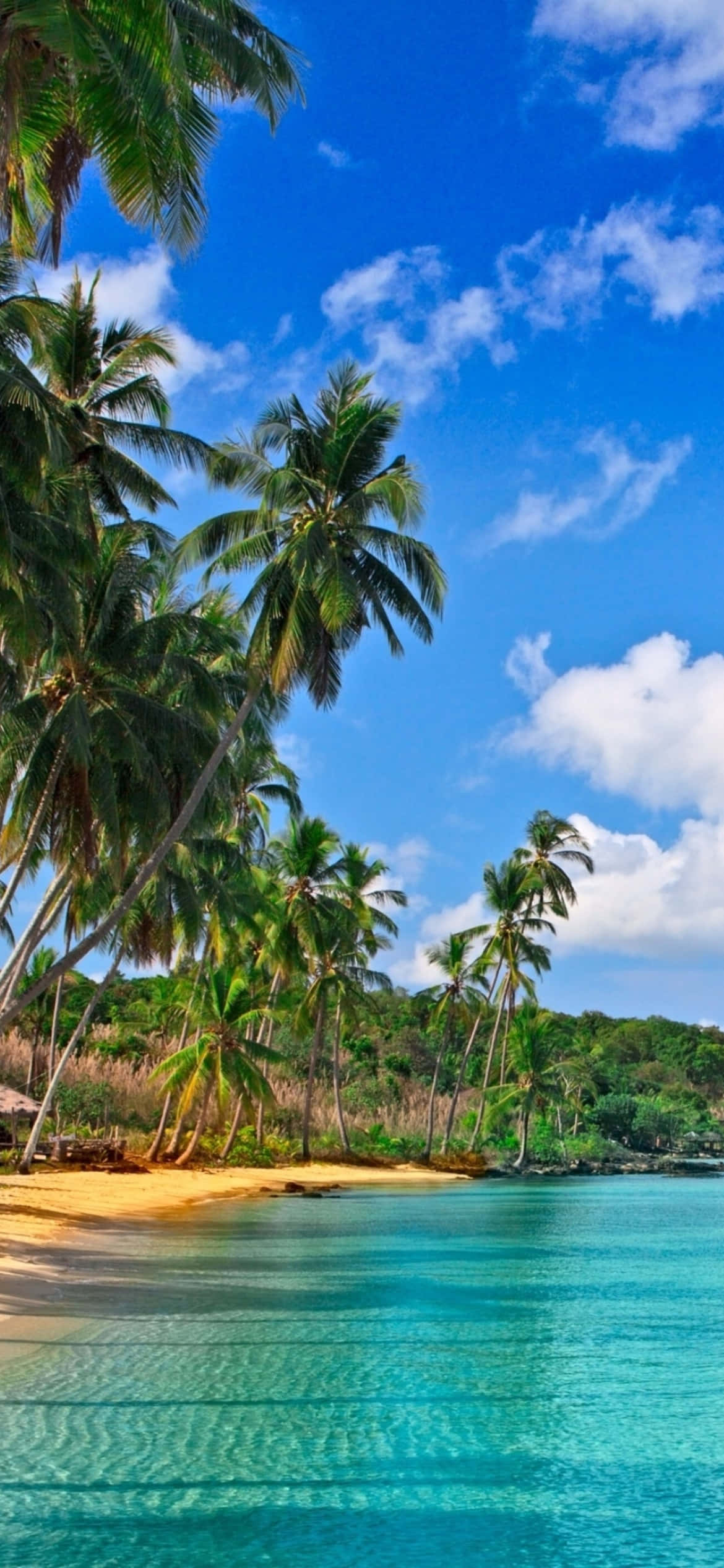 pwani na miti ya palm na maji ya bluu Picha ya Ukuta