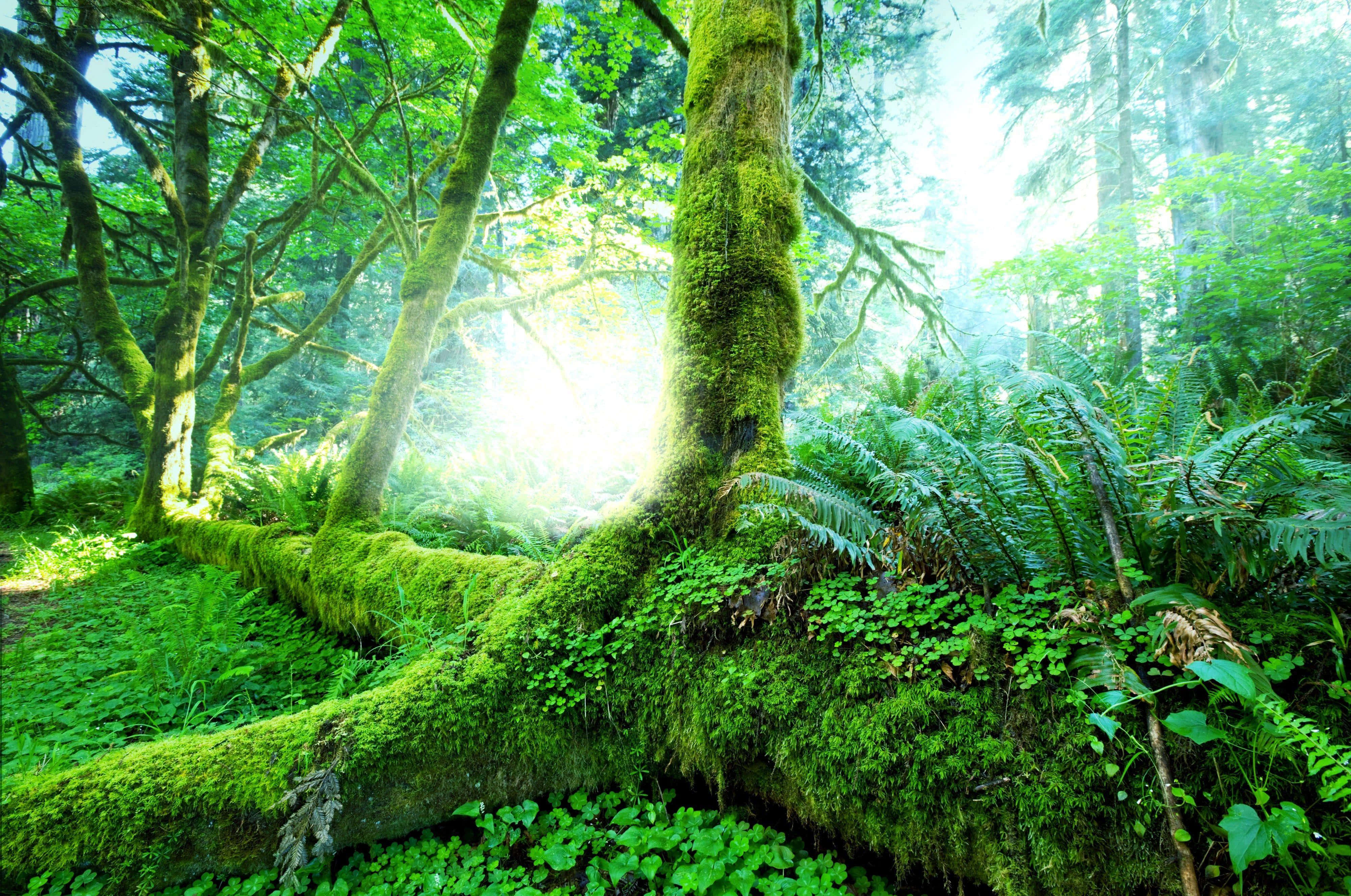 Rainforest Background Picha ya Ukuta