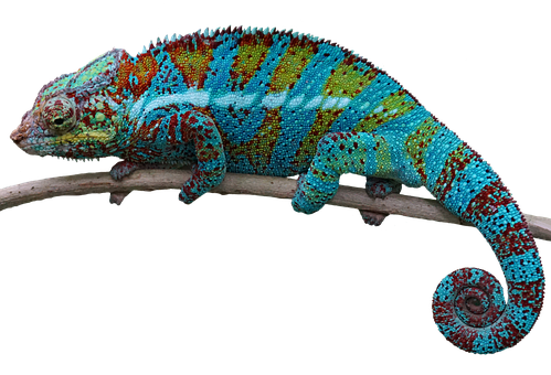 Rangi ya Chameleon kwenye Tawi.JPG Picha ya Ukuta