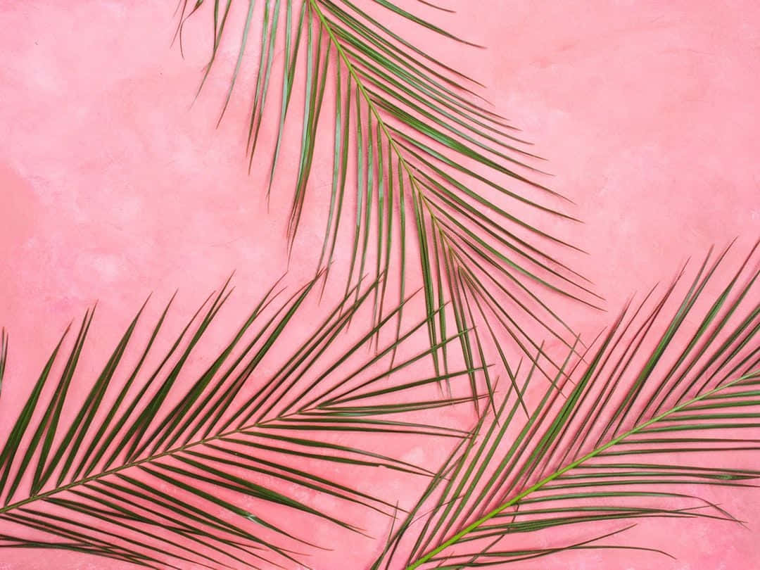 Rangi ya Pastel Pink Picha ya Ukuta