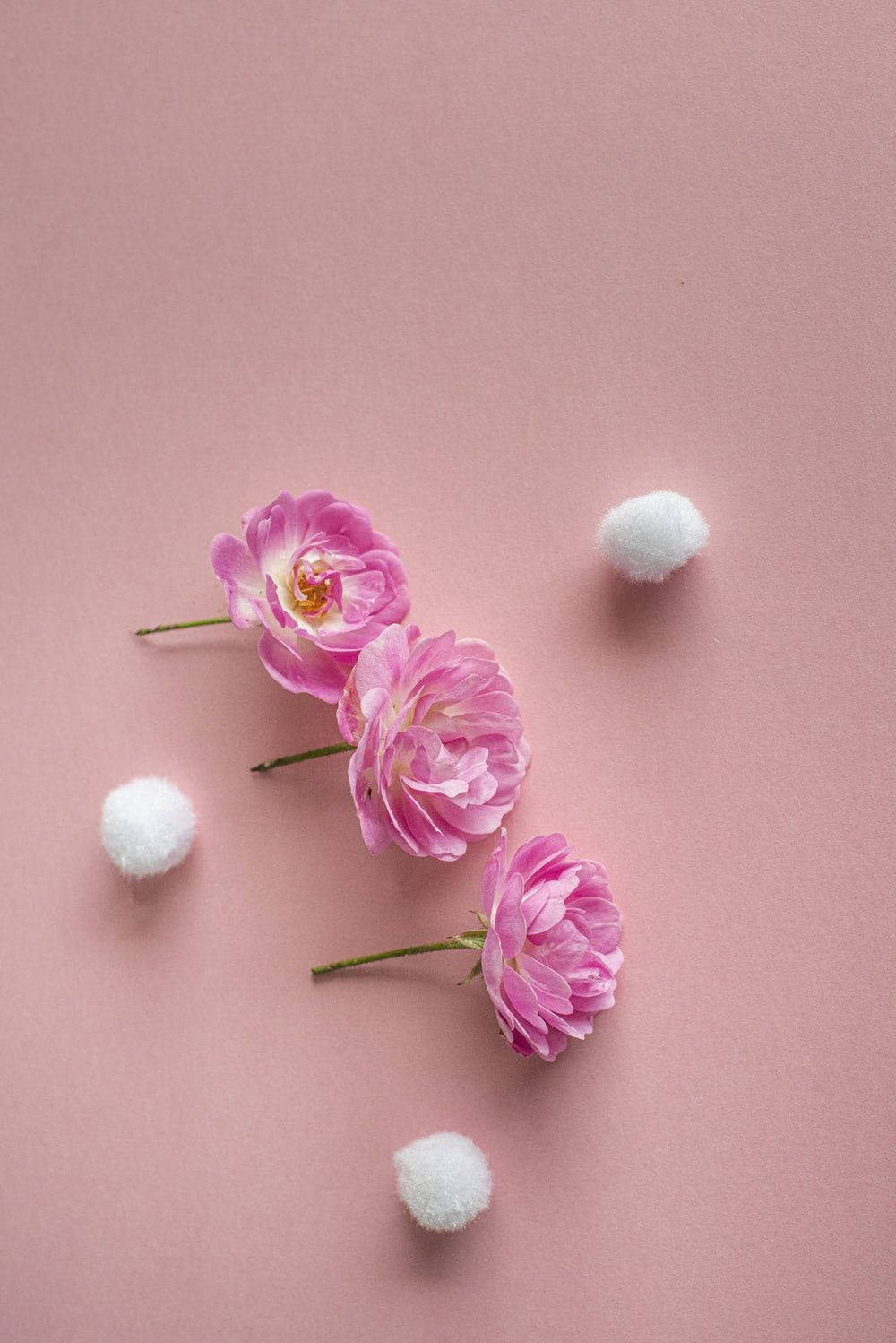 Rangi ya Pink Vintage Aesthetic Tatu Roses Picha ya Ukuta