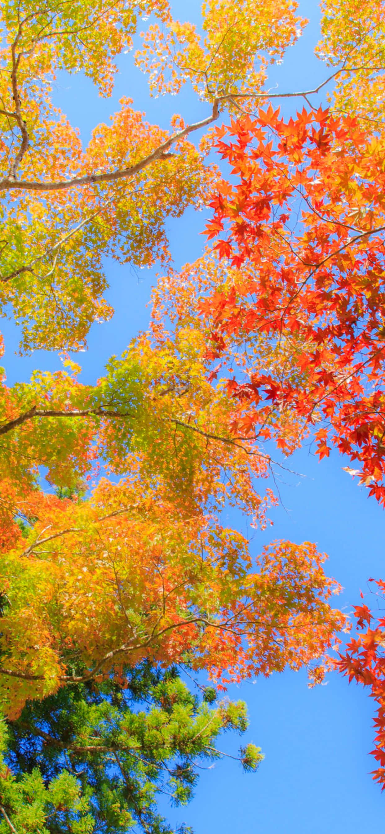 Rangi za autumn za nyororo zinafanya background ya iPhone Xs Max Picha ya Ukuta