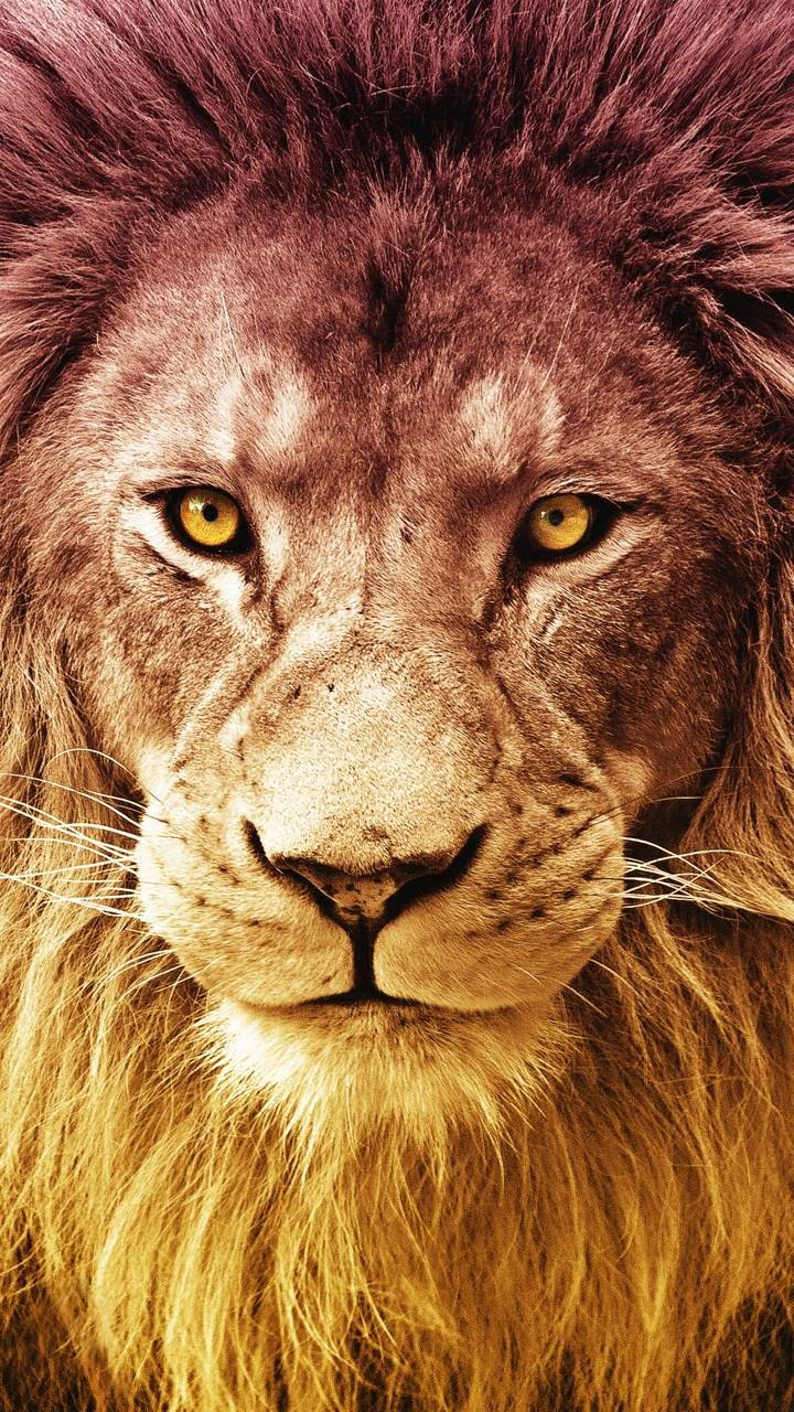 Realme 7 Pro Simba Picha ya Ukuta