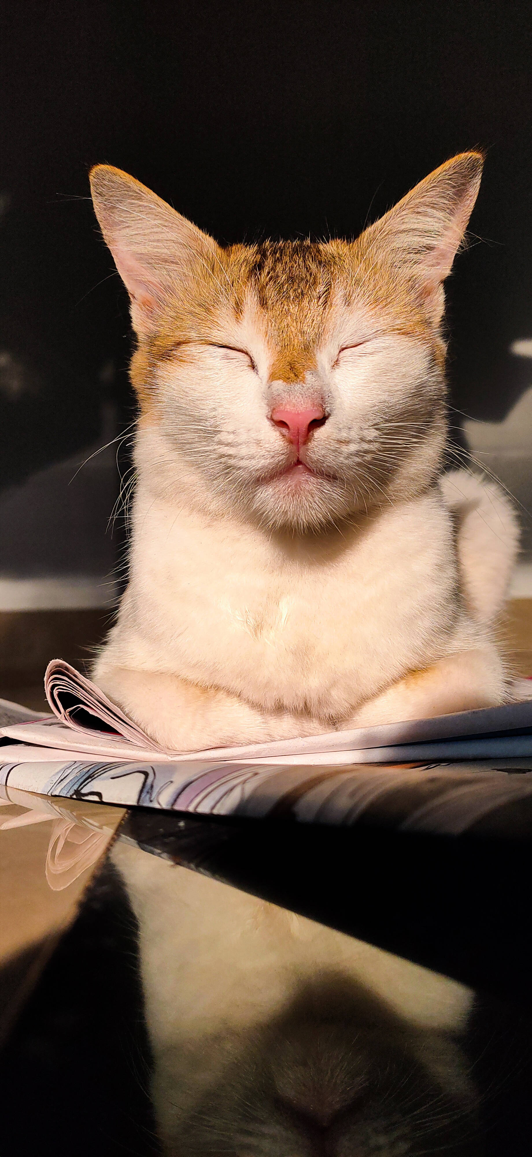 Realme Cat Anayeshauri Picha ya Ukuta