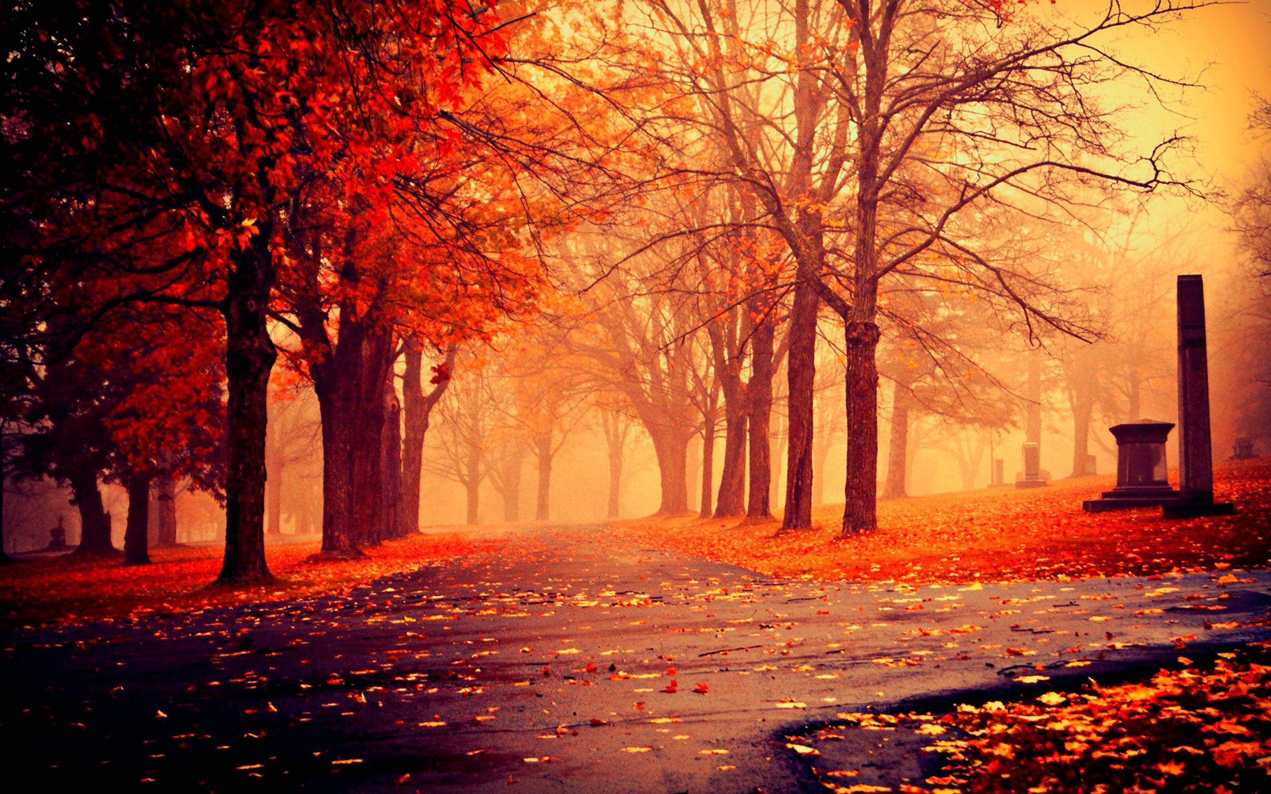Red Autumn Season Landscape Picha ya Ukuta