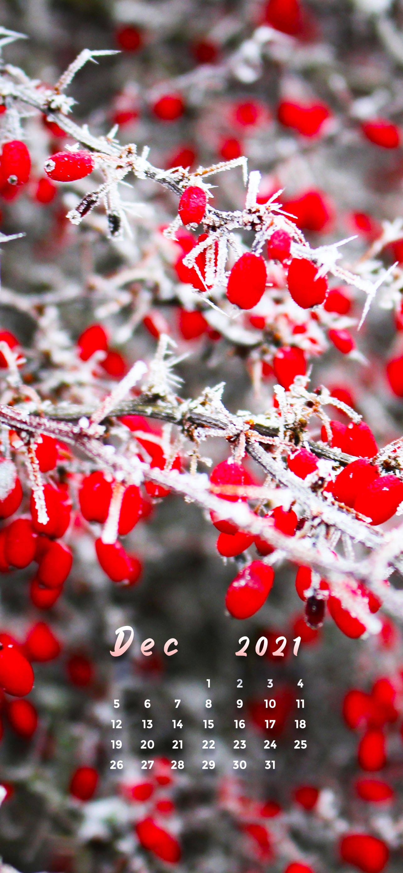 Red Cherries December 2021 Calendar Picha ya Ukuta