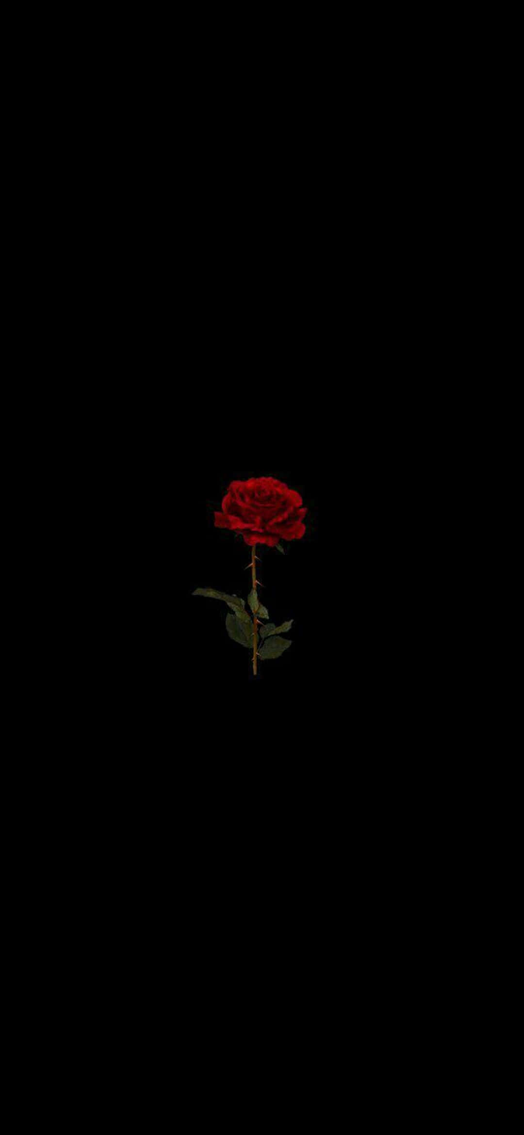 Red Rose Pixel 3XL AMOLED Background Picha ya Ukuta