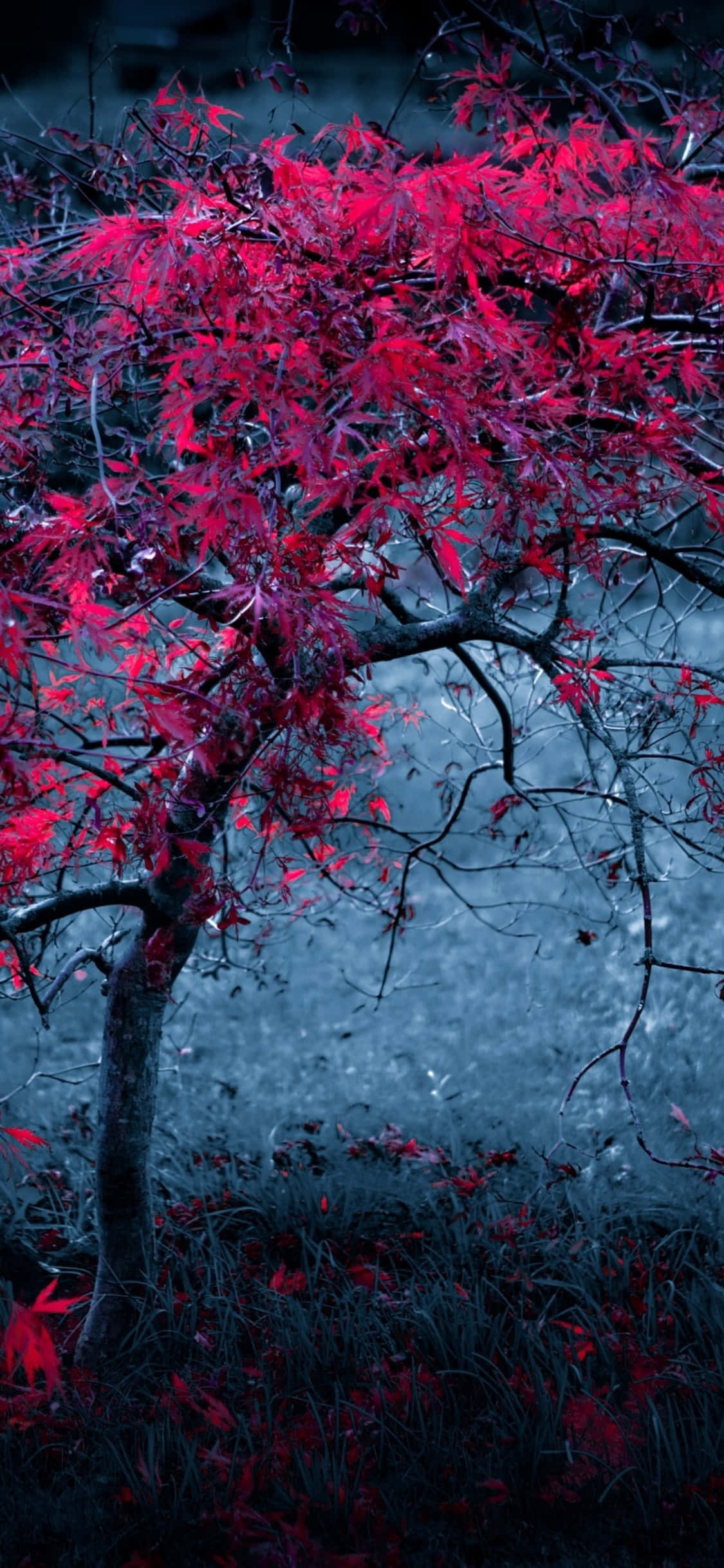 Red Tree Standing Against the Sky Picha ya Ukuta