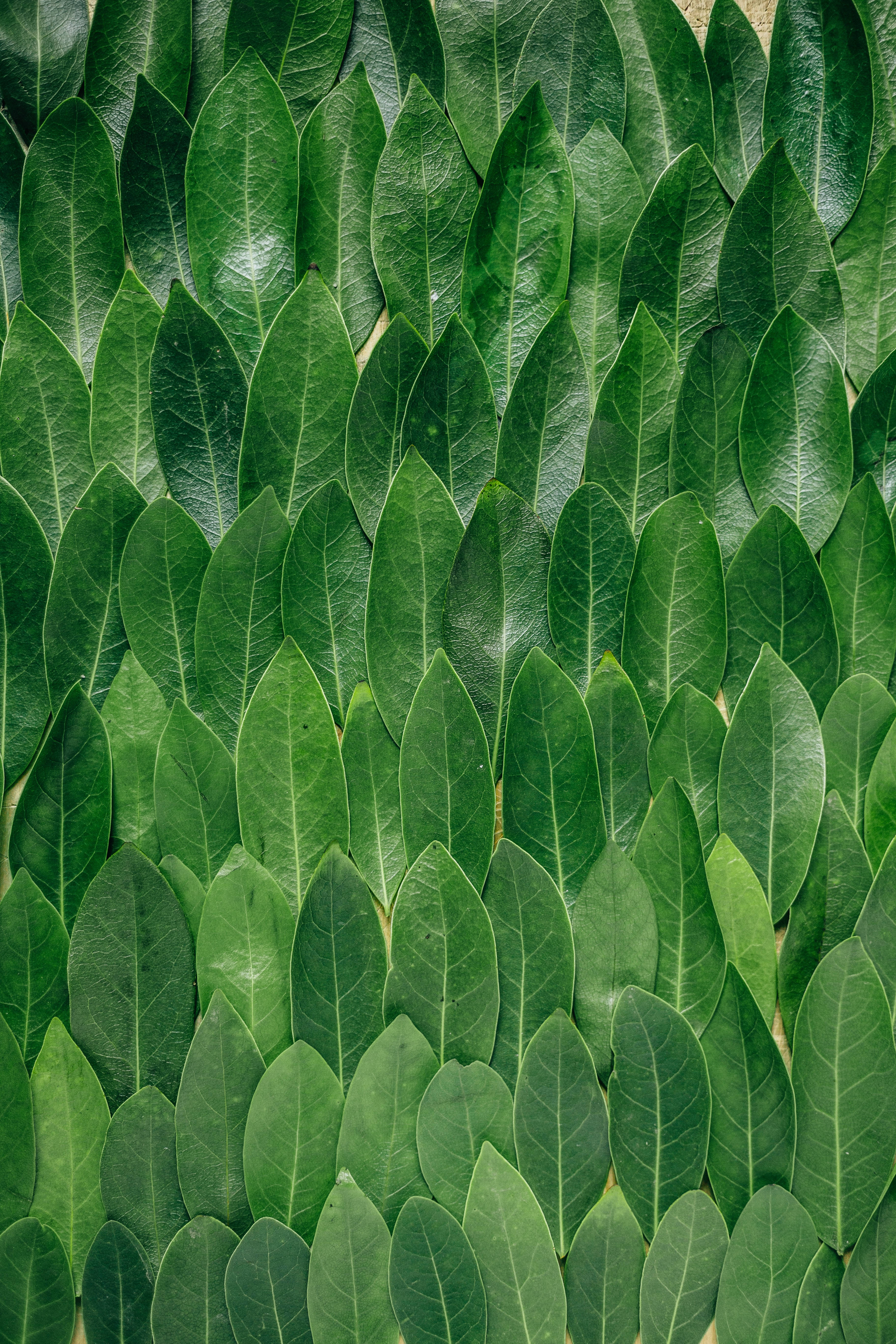 Redmi 4K Green Leaves Picha ya Ukuta