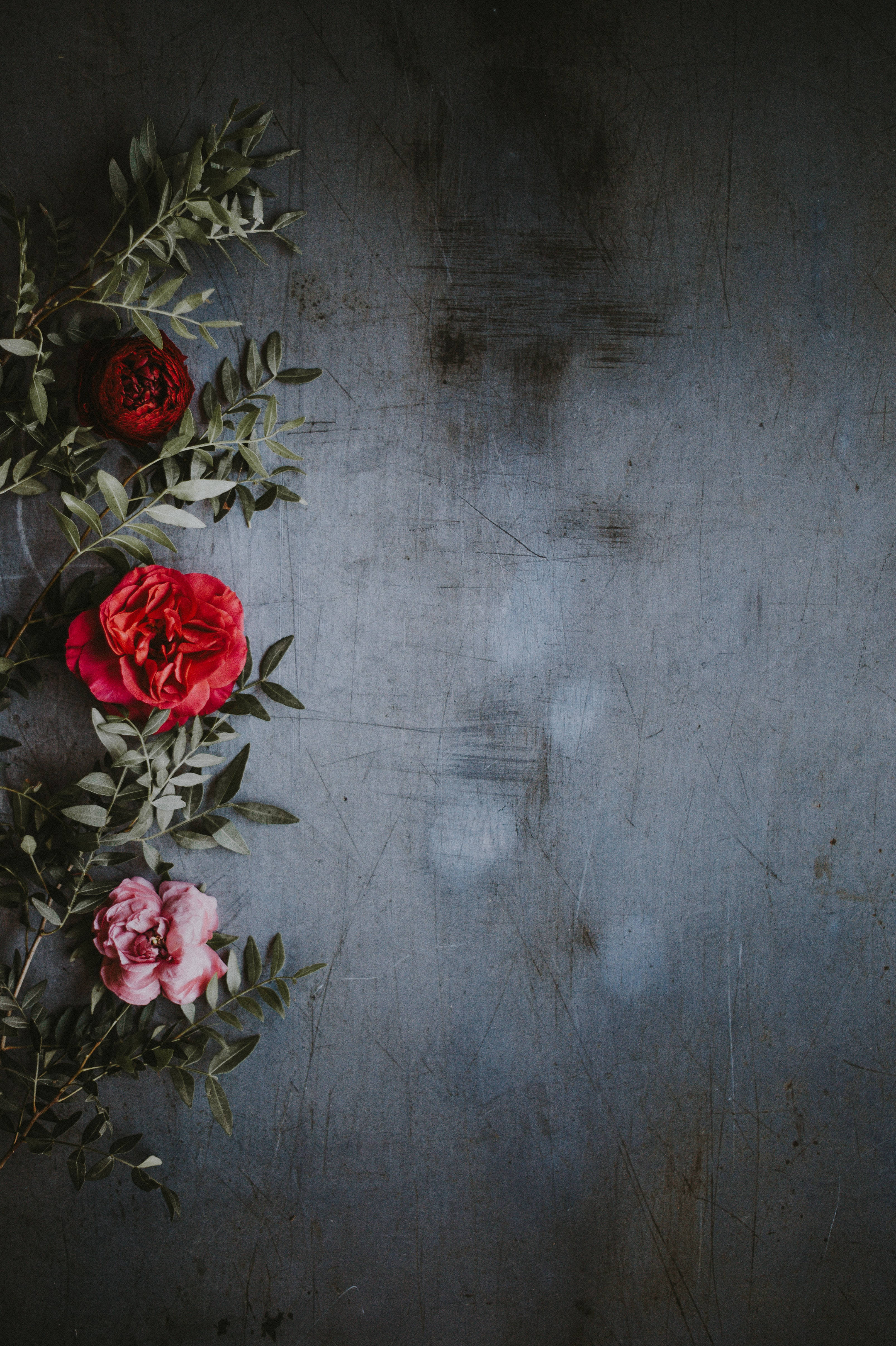 Redmi 4K Roses Wallpaper Picha ya Ukuta