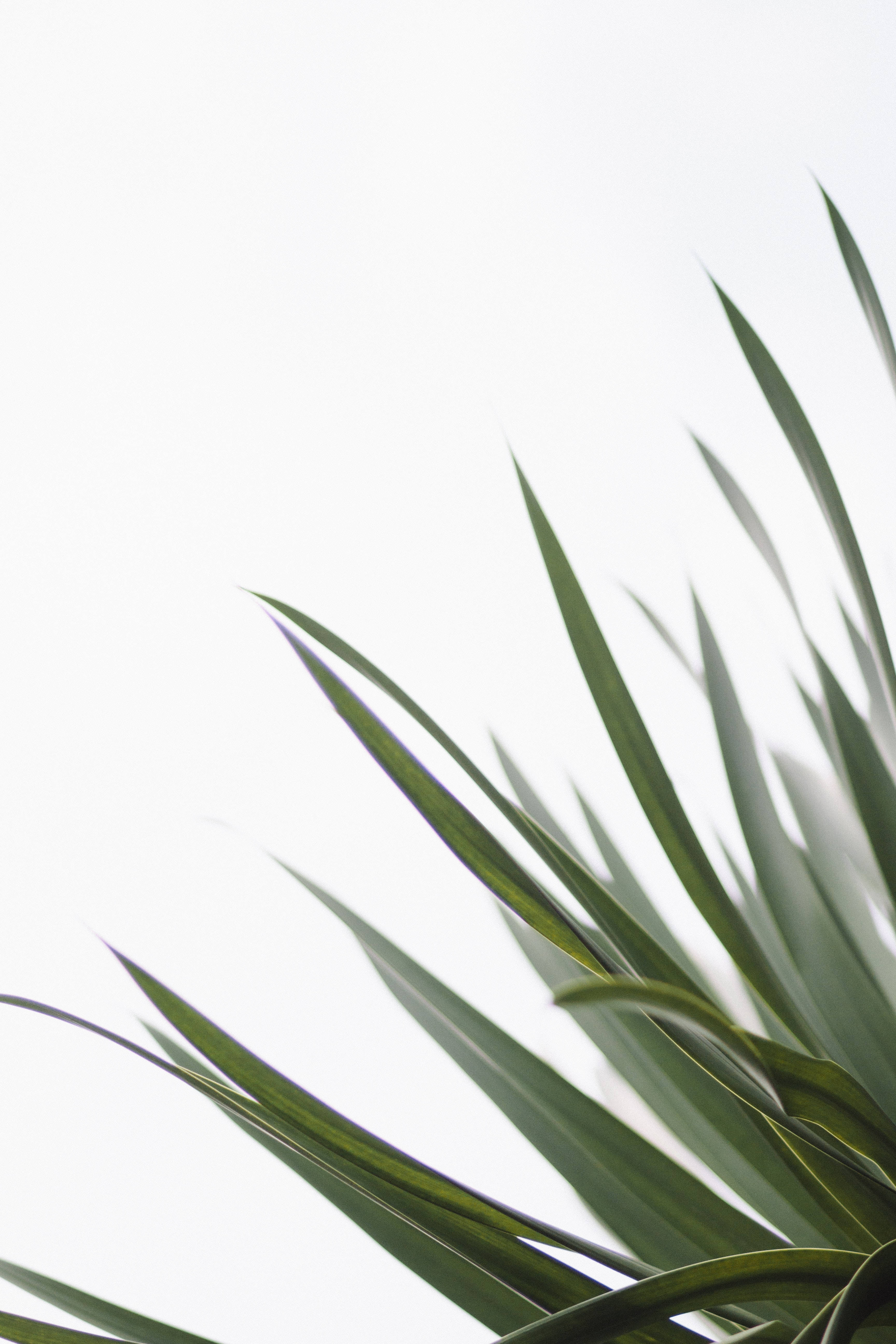 Redmi 4K Sword Plant Picha ya Ukuta