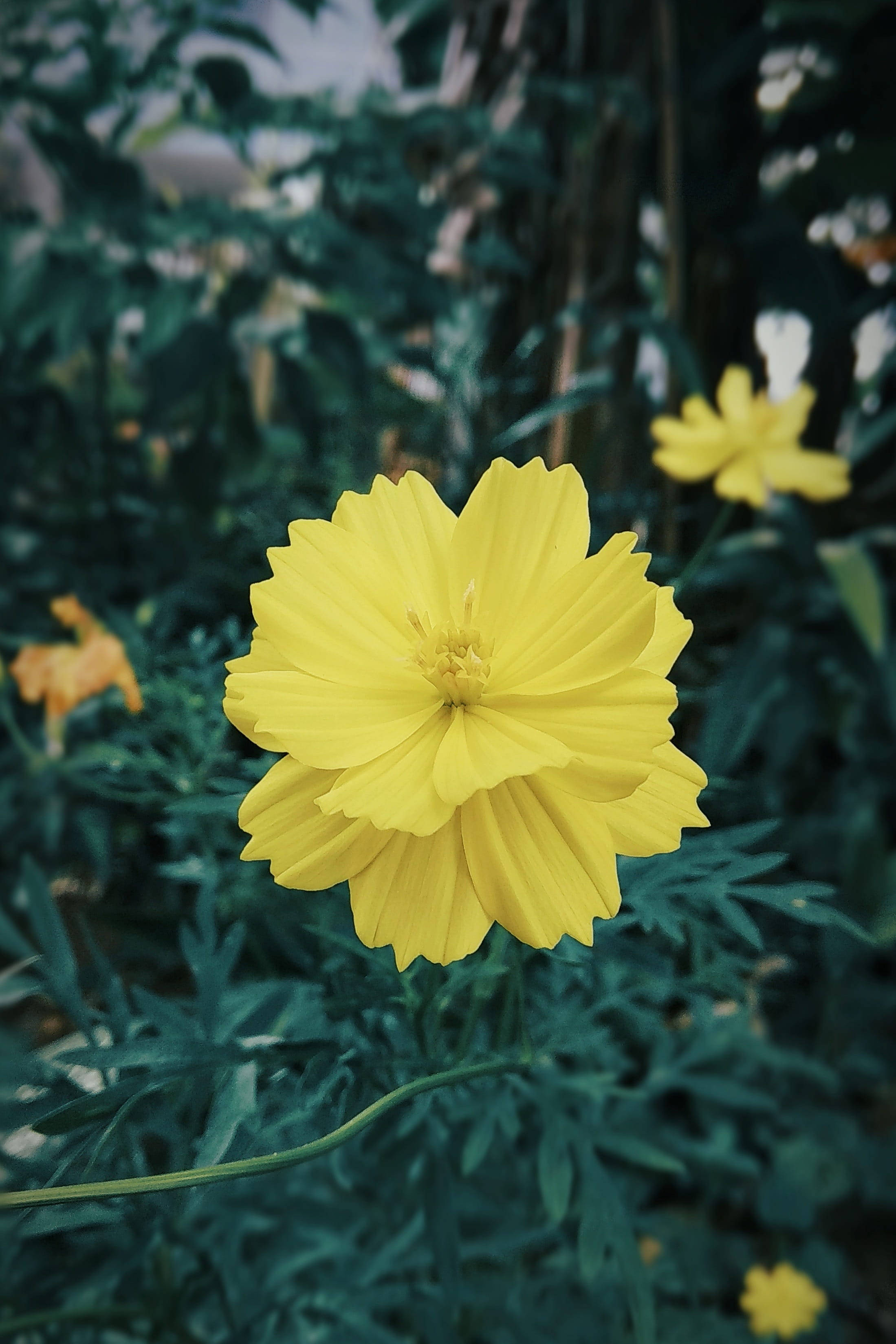 Redmi 4K Yelllow Picha ya Ukuta