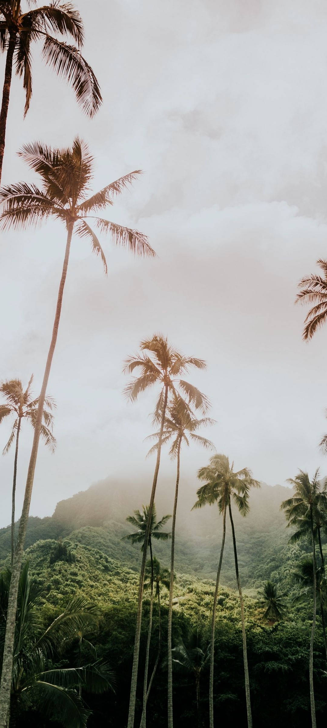Redmi Note 10 Tall Palm Trees Picha ya Ukuta