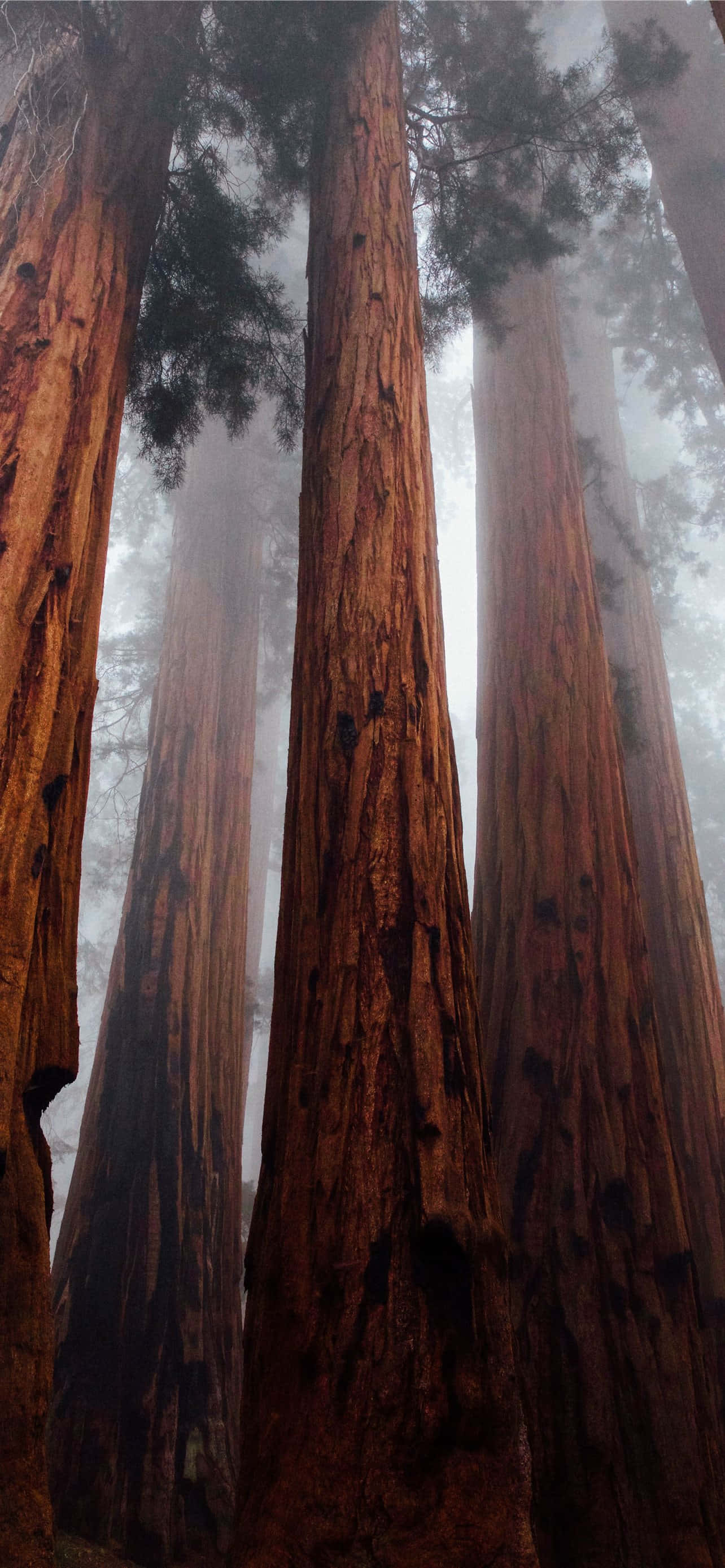 Redwood National Park Misty Forest Picha ya Ukuta