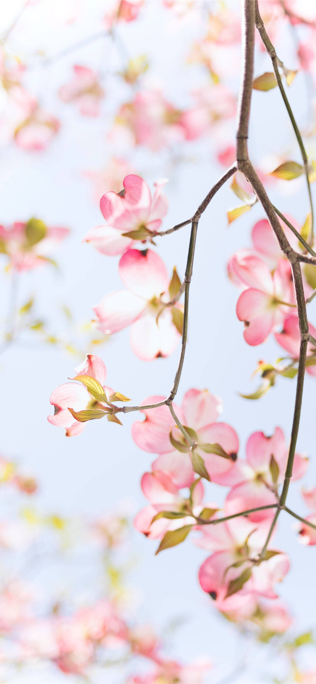 Redwood Pink Apple Flower Picha ya Ukuta