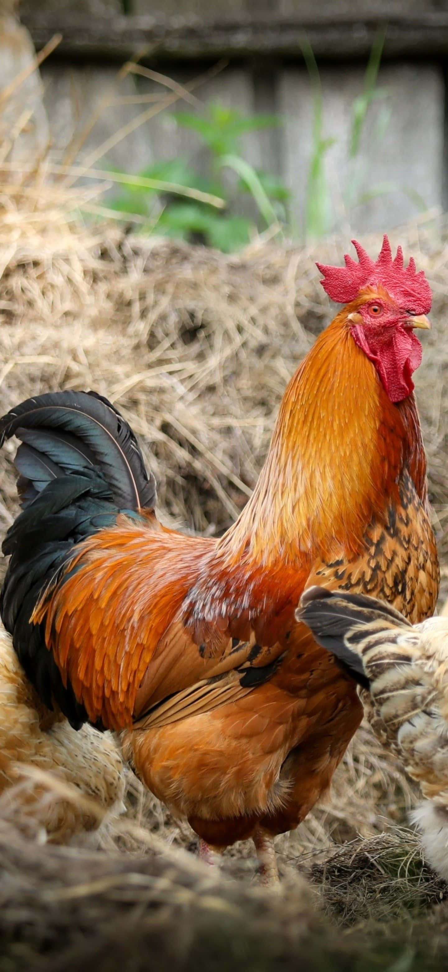 rooster anayejitahidi katika nyasi Picha ya Ukuta