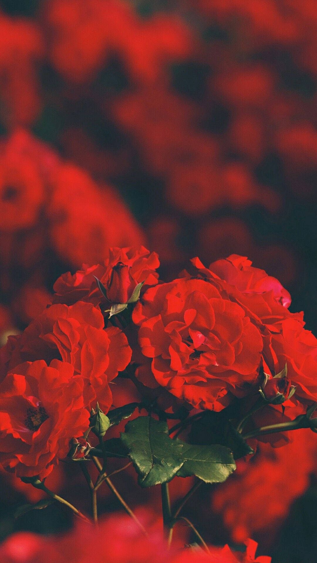 Roses Ni Nyekundu Aesthetic iPhone Picha ya Ukuta