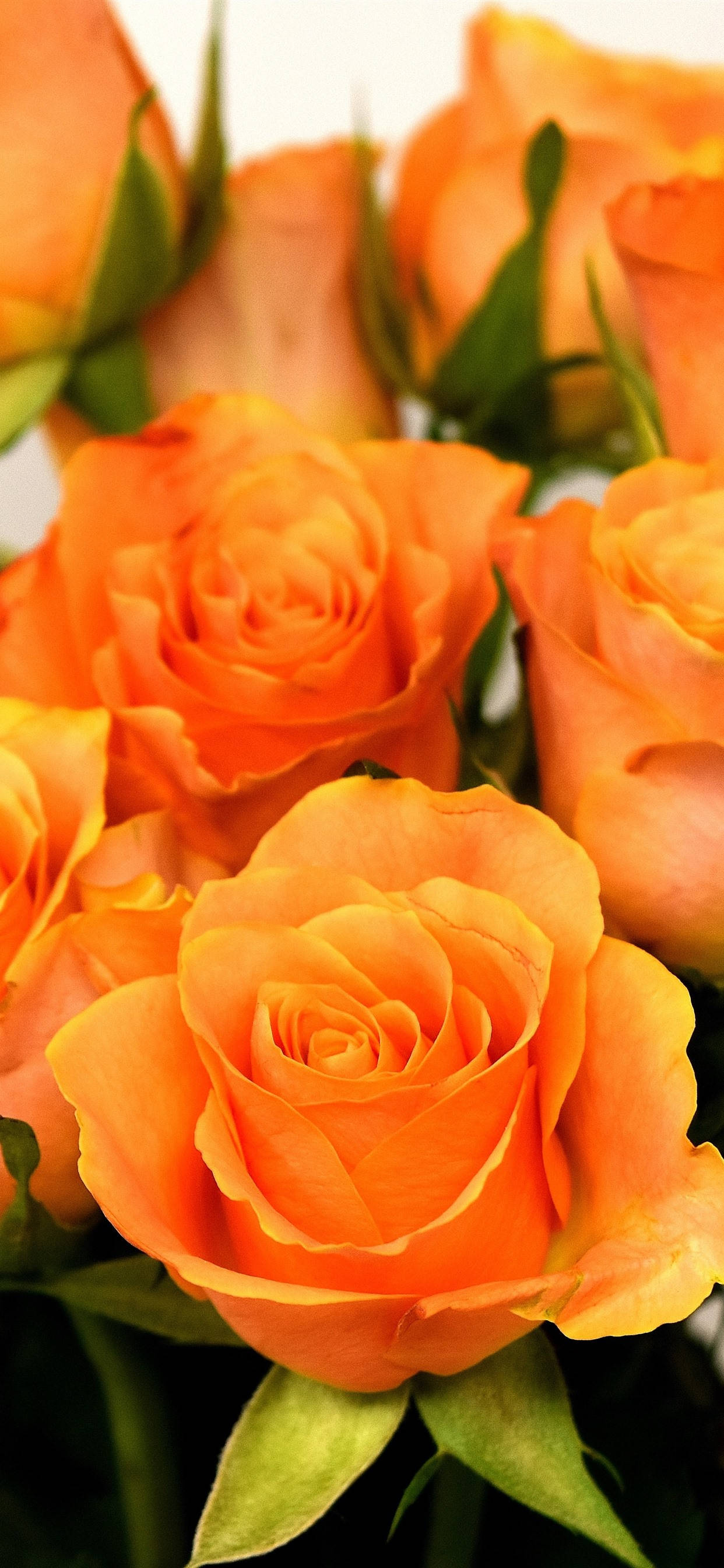 Roses Orange Siku Picha ya Ukuta