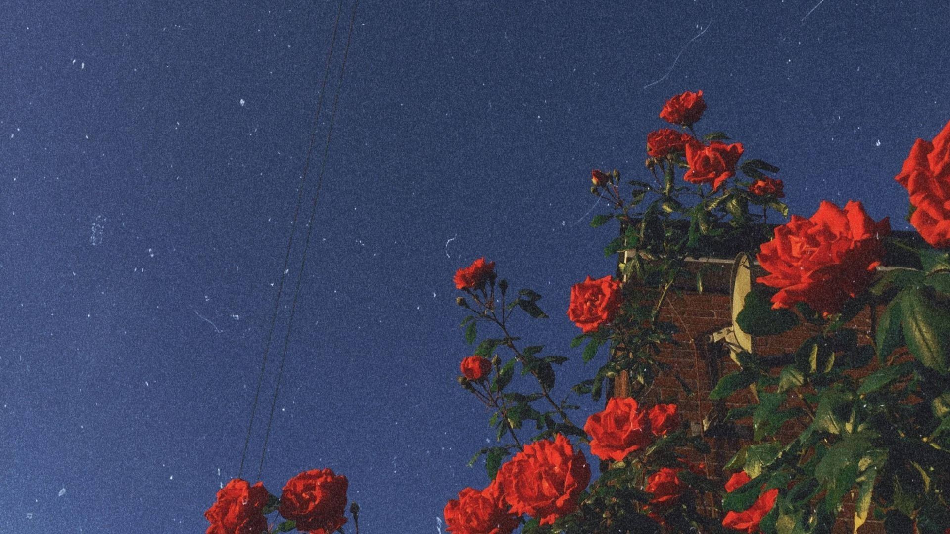 Roses za Aesthetic za Maua za Miaka ya 90 Picha ya Ukuta