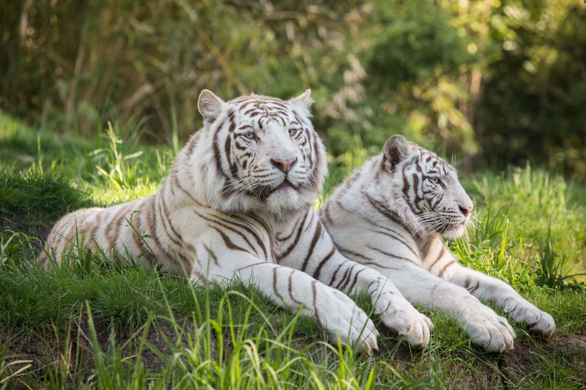 Safari ya Majestic ya Tiger katika Msitu Picha ya Ukuta