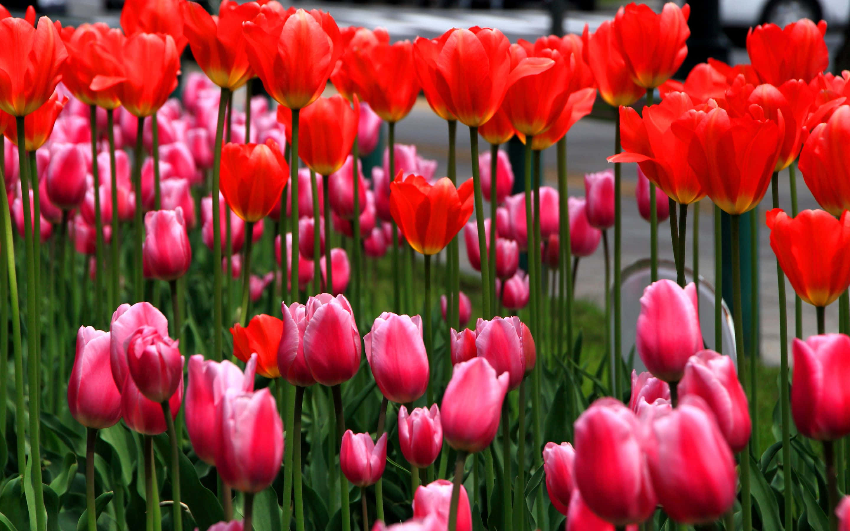 safu ya tulips Picha ya Ukuta