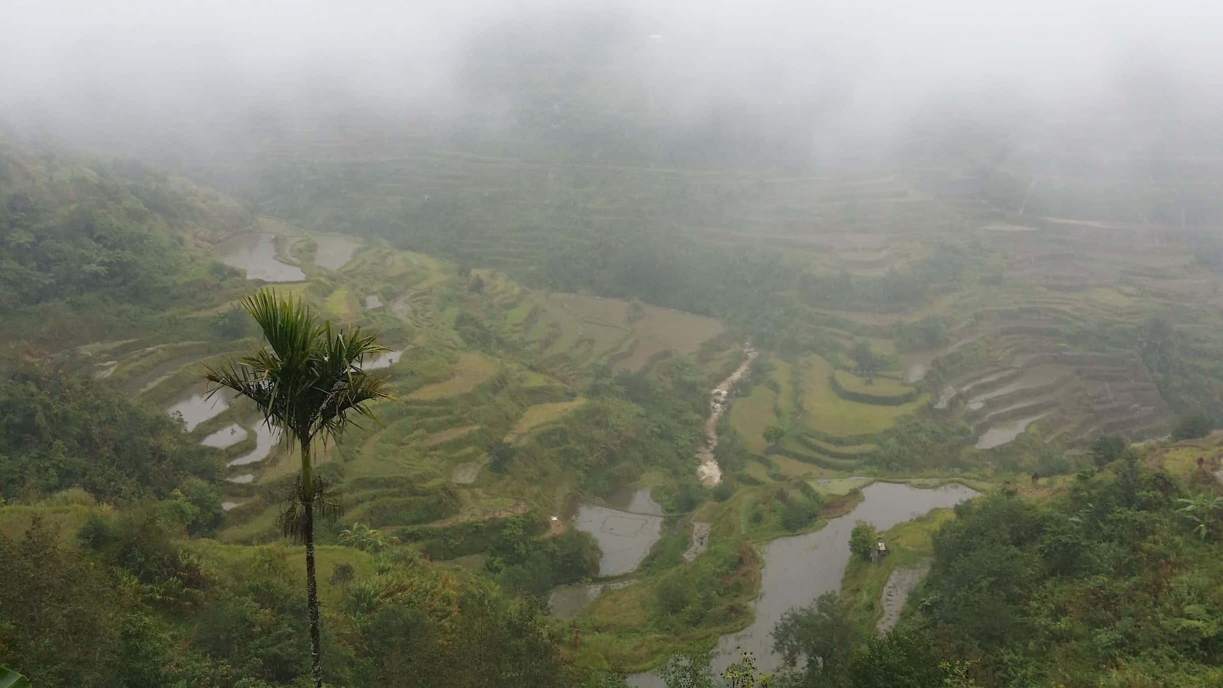 Safu za Mchele za Banaue Zilizungushwa na Ukungu katika Filipini Picha ya Ukuta