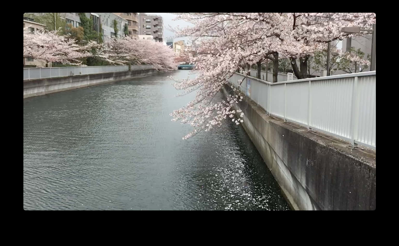 Sakura Juu ya Mto Picha ya Ukuta