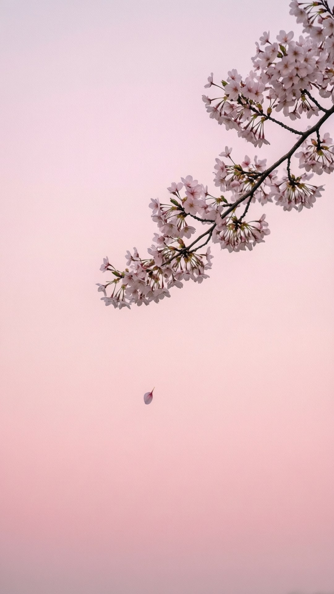Sakura Minimali Picha ya Ukuta