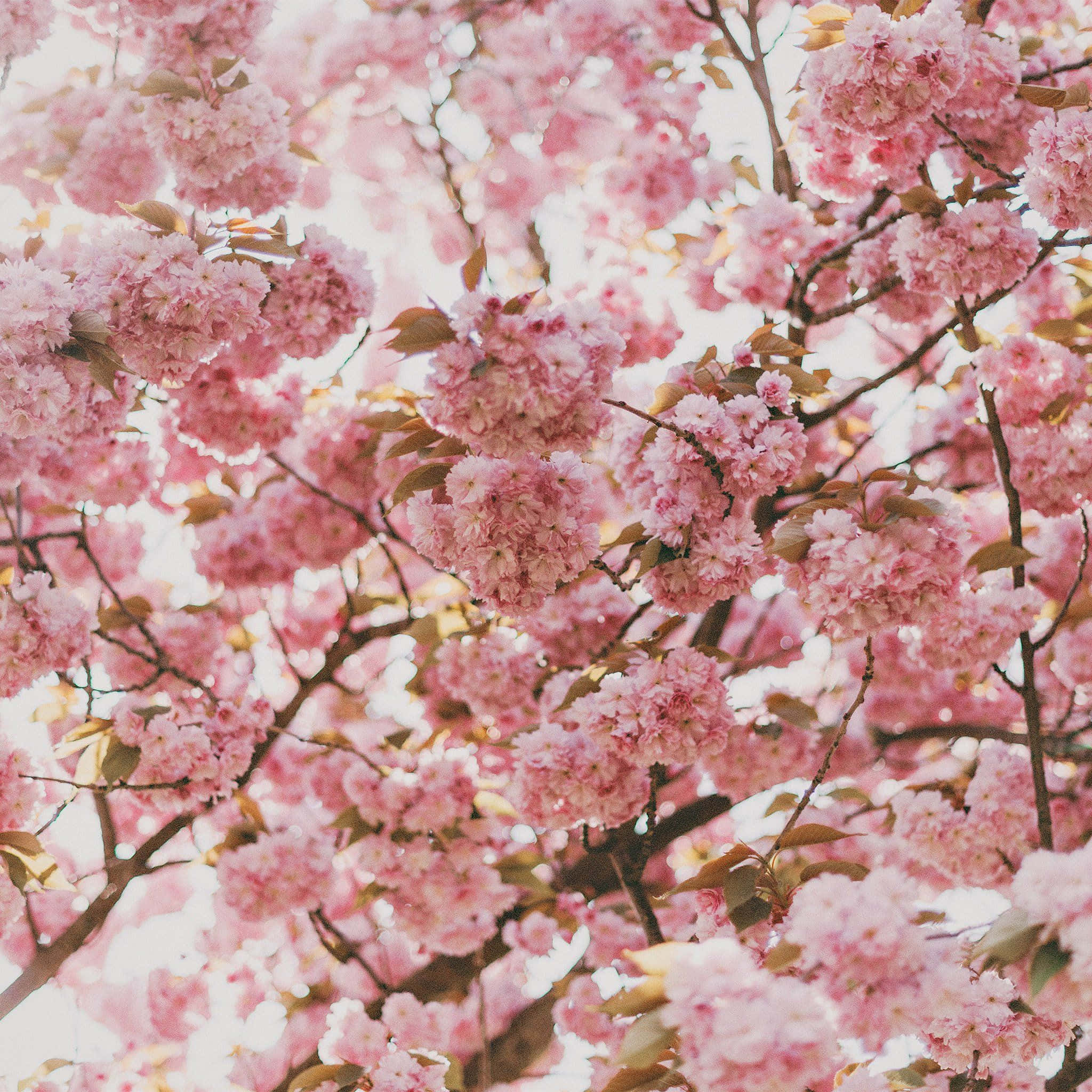 sakura mwekundu kwenye mti Picha ya Ukuta