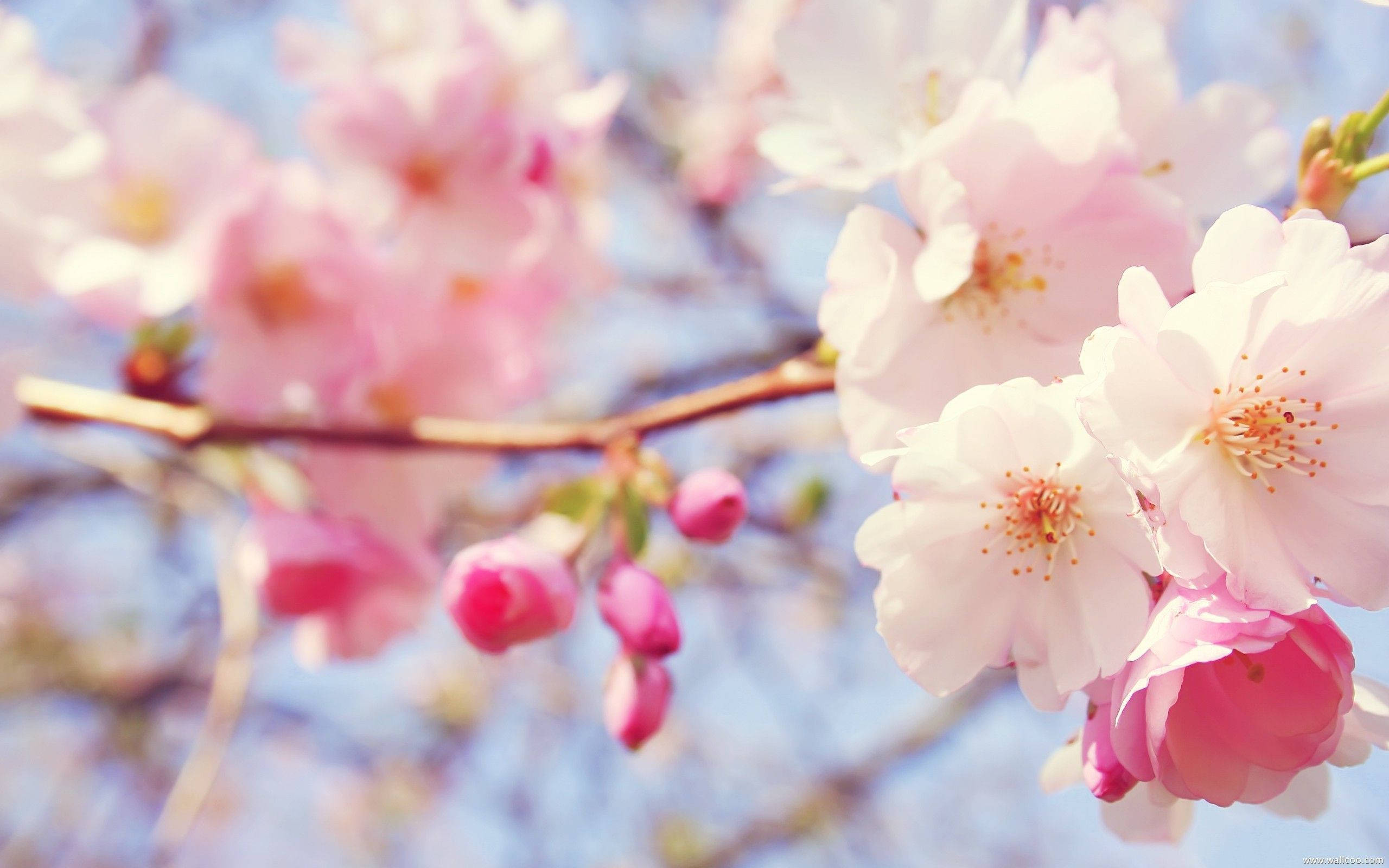 Sakura ya Waridi Inayovutia Ikiwa Katika Maua Kamili Picha ya Ukuta