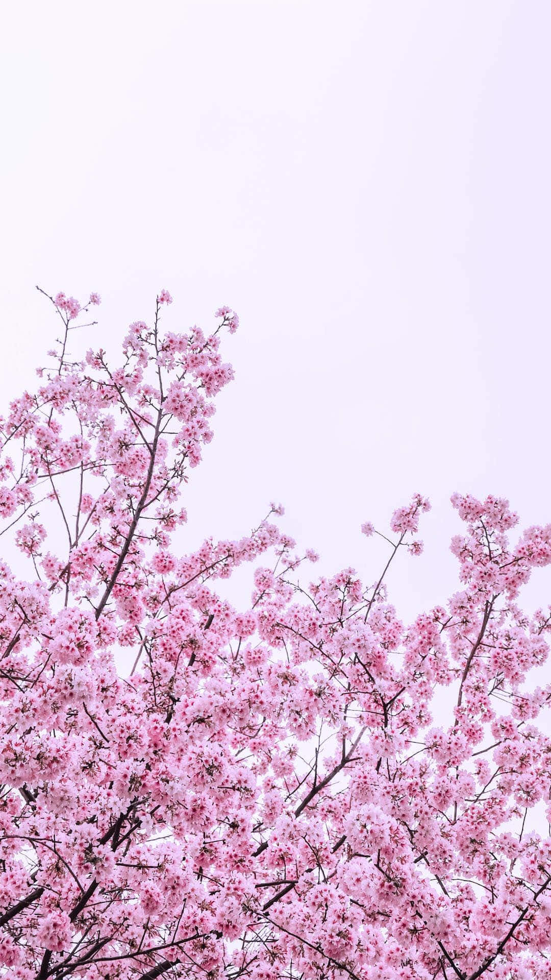 sakura za rangi ya pinki kwenye mti Picha ya Ukuta