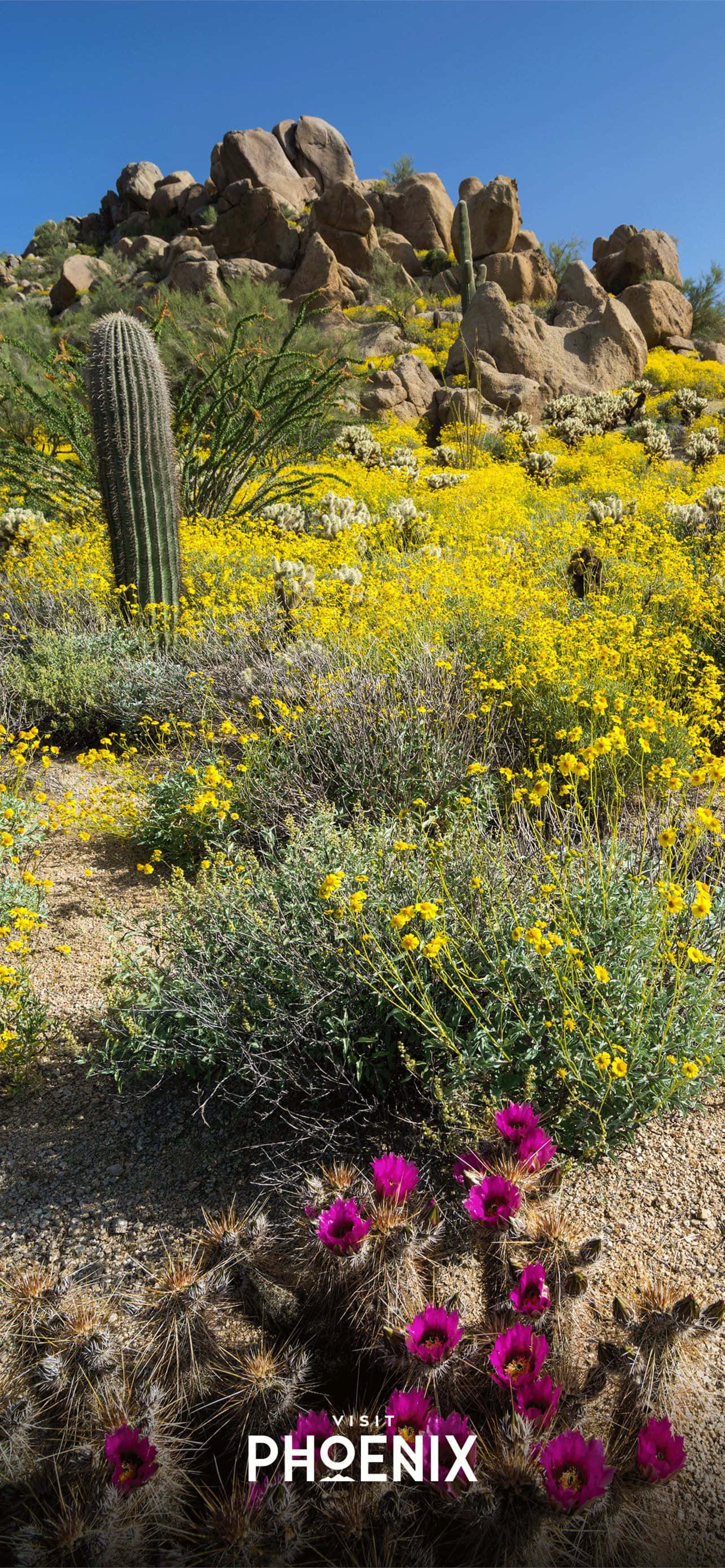 Salamu za Phoenix, Arizona Picha ya Ukuta