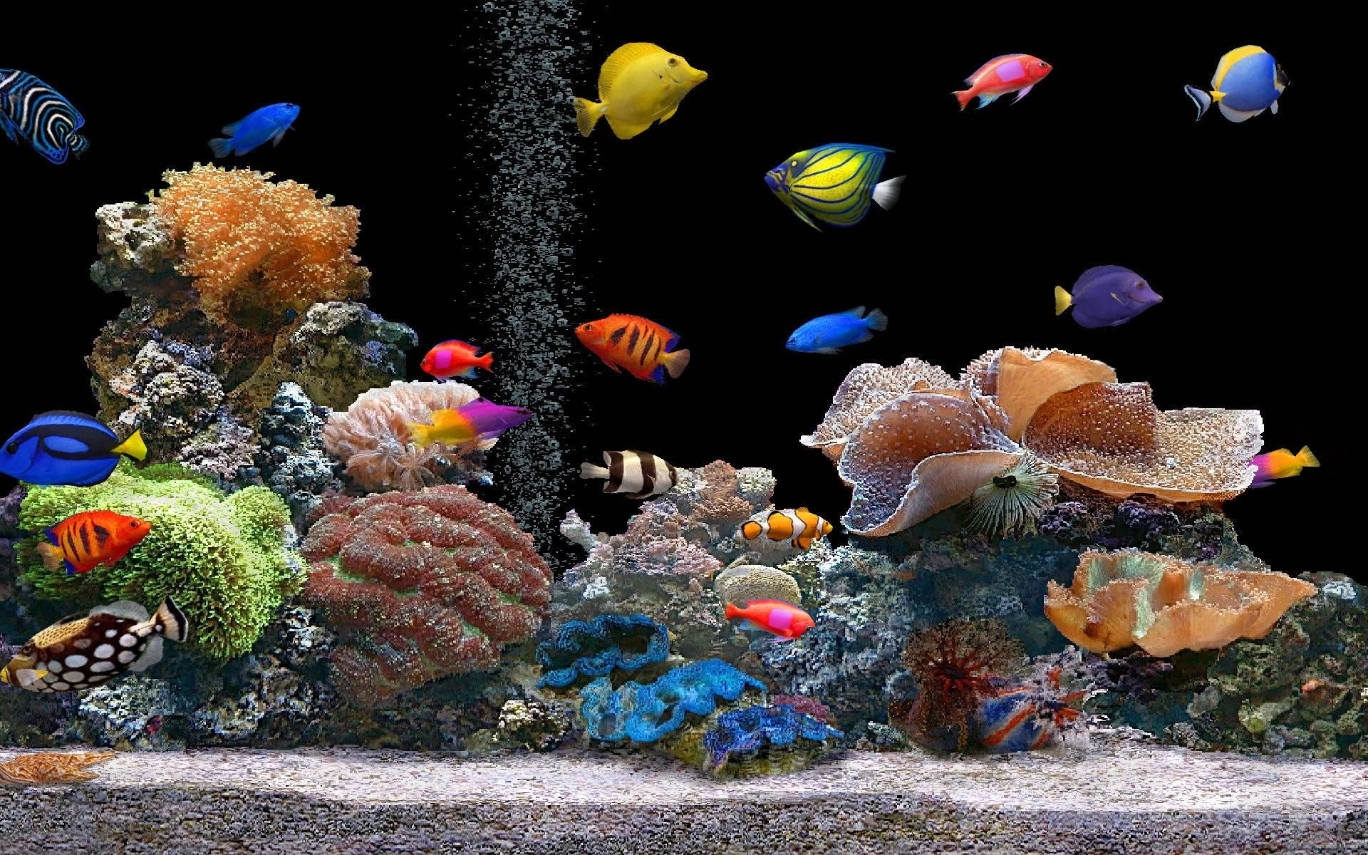 Samaki Baridi Katika Aquarium Picha ya Ukuta