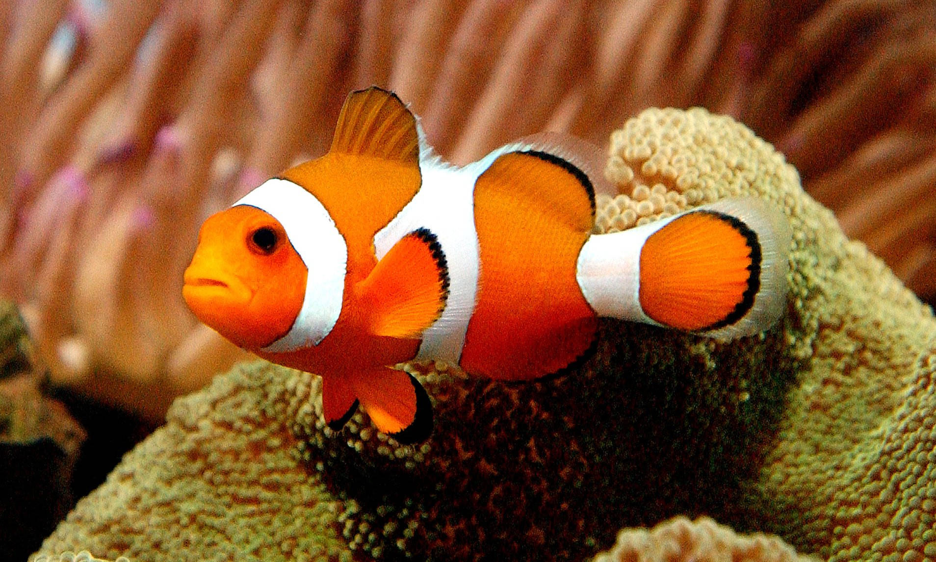 Samaki Baridi Nemo Juu Ya Mwamba Marjaani Picha ya Ukuta