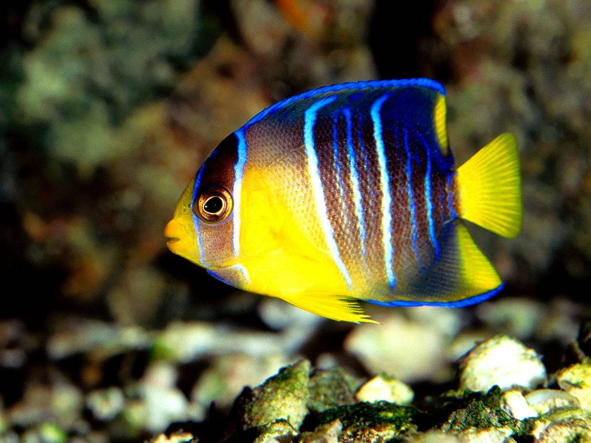 Samaki Baridi wa Bluu na Njano Picha ya Ukuta