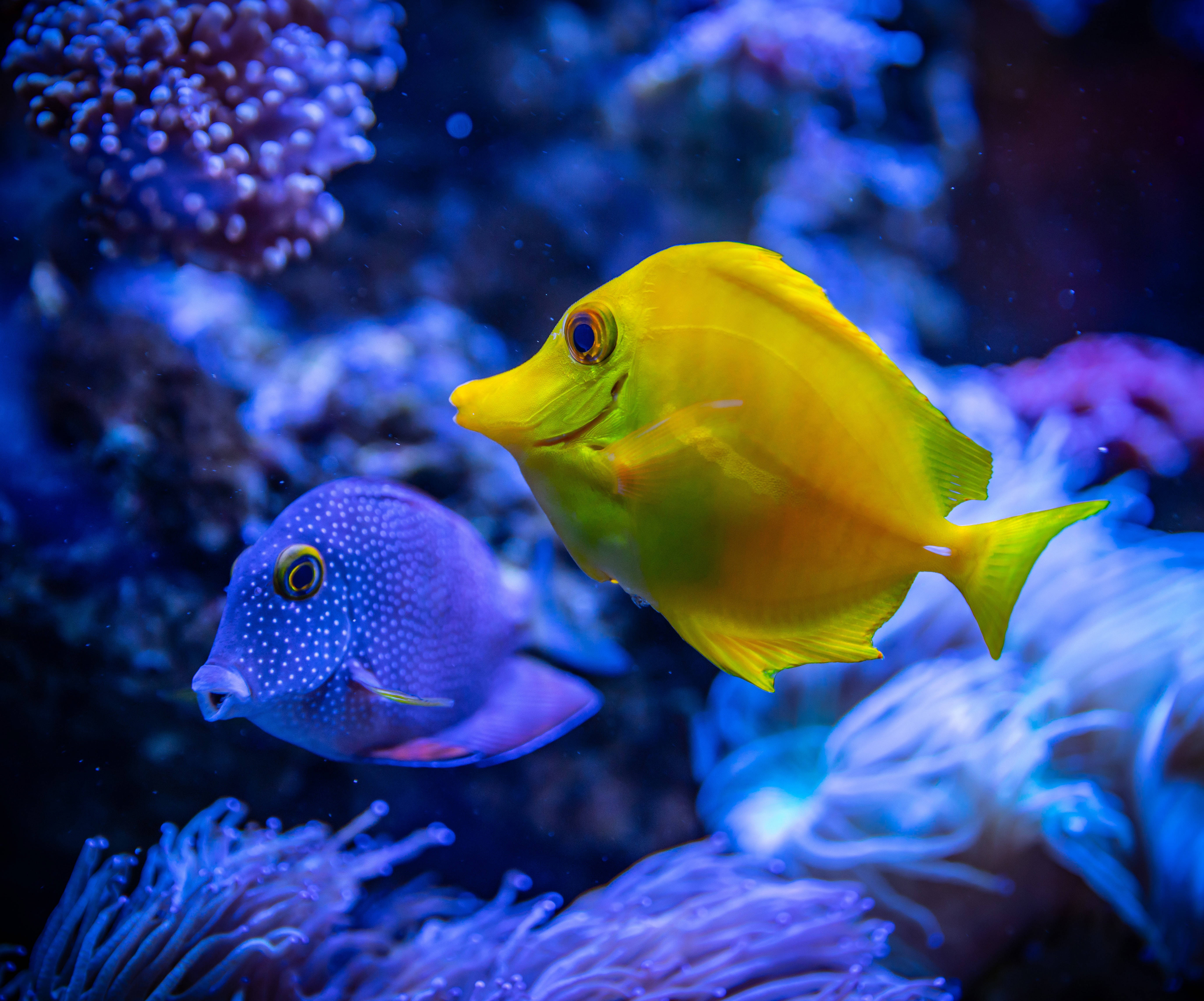 Samaki Kole na Tang wa Njano 4K Ultra HD Picha ya Ukuta