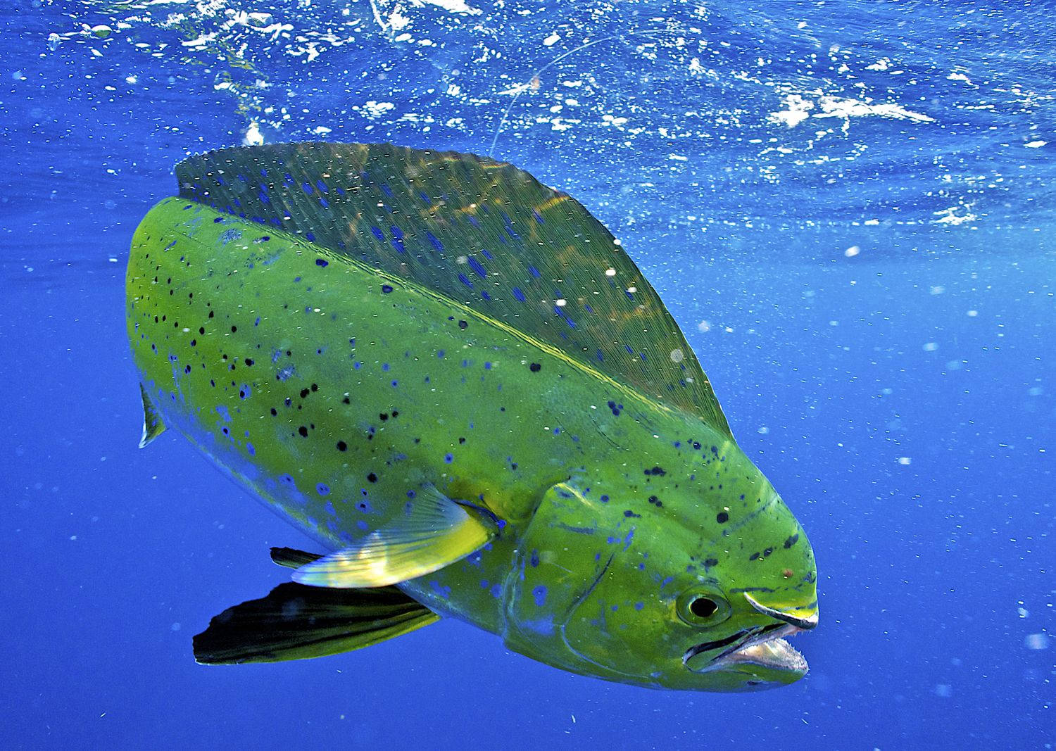 Samaki Mahi-Mahi Akigusa Uso wa Maji Picha ya Ukuta