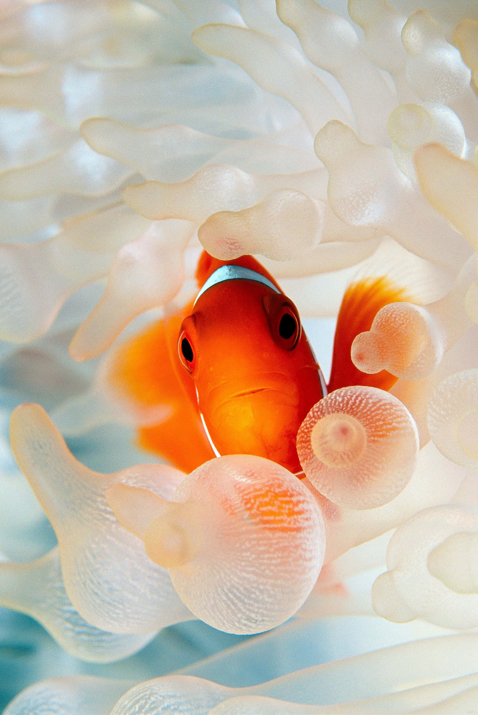 Samaki wa Clown iPhone Jellyfish Picha ya Ukuta