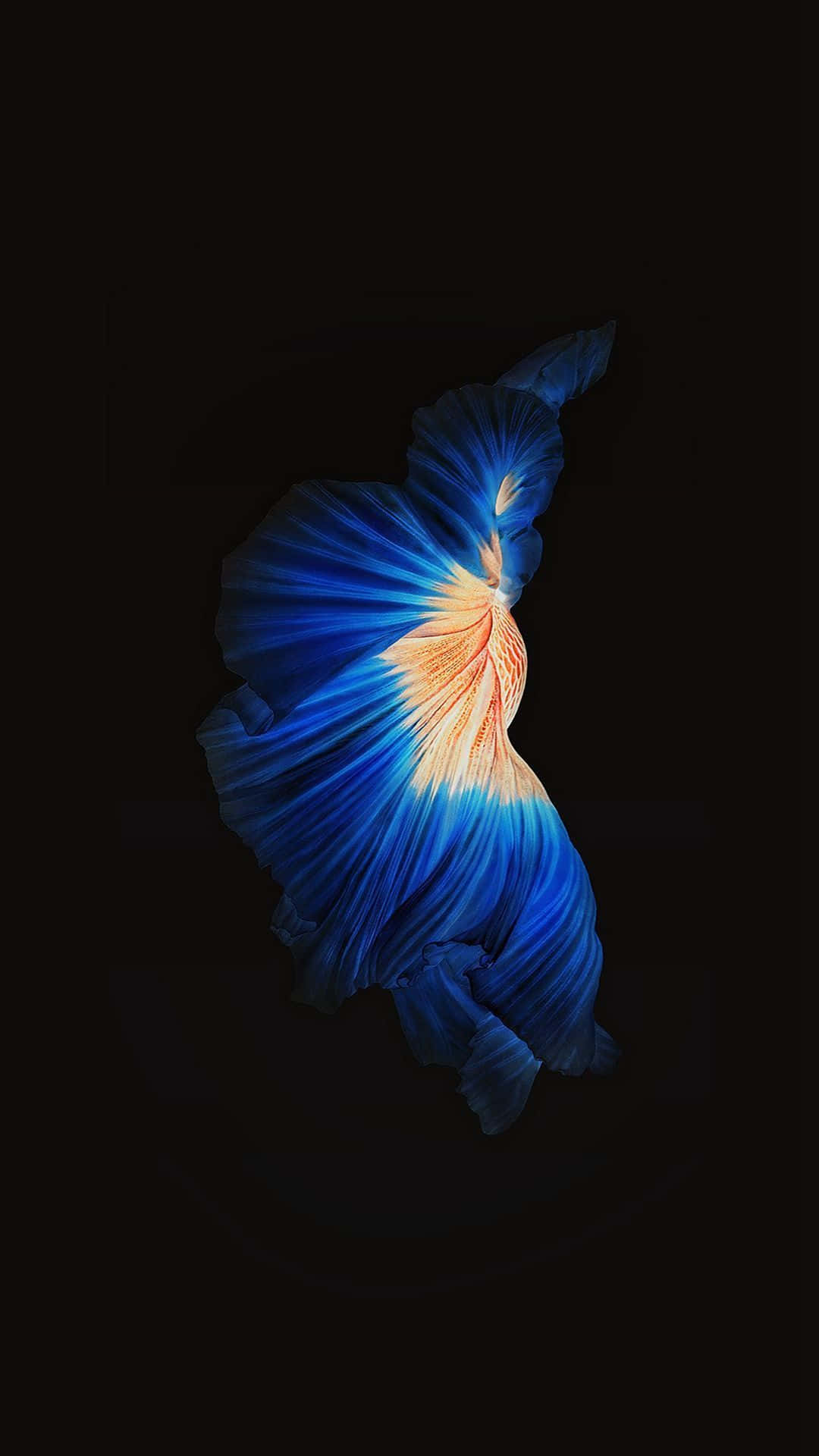 Samaki wa Siamese Fighting Fish wa Rangi ya Machungwa iPhone 7 Plus Live Picha ya Ukuta