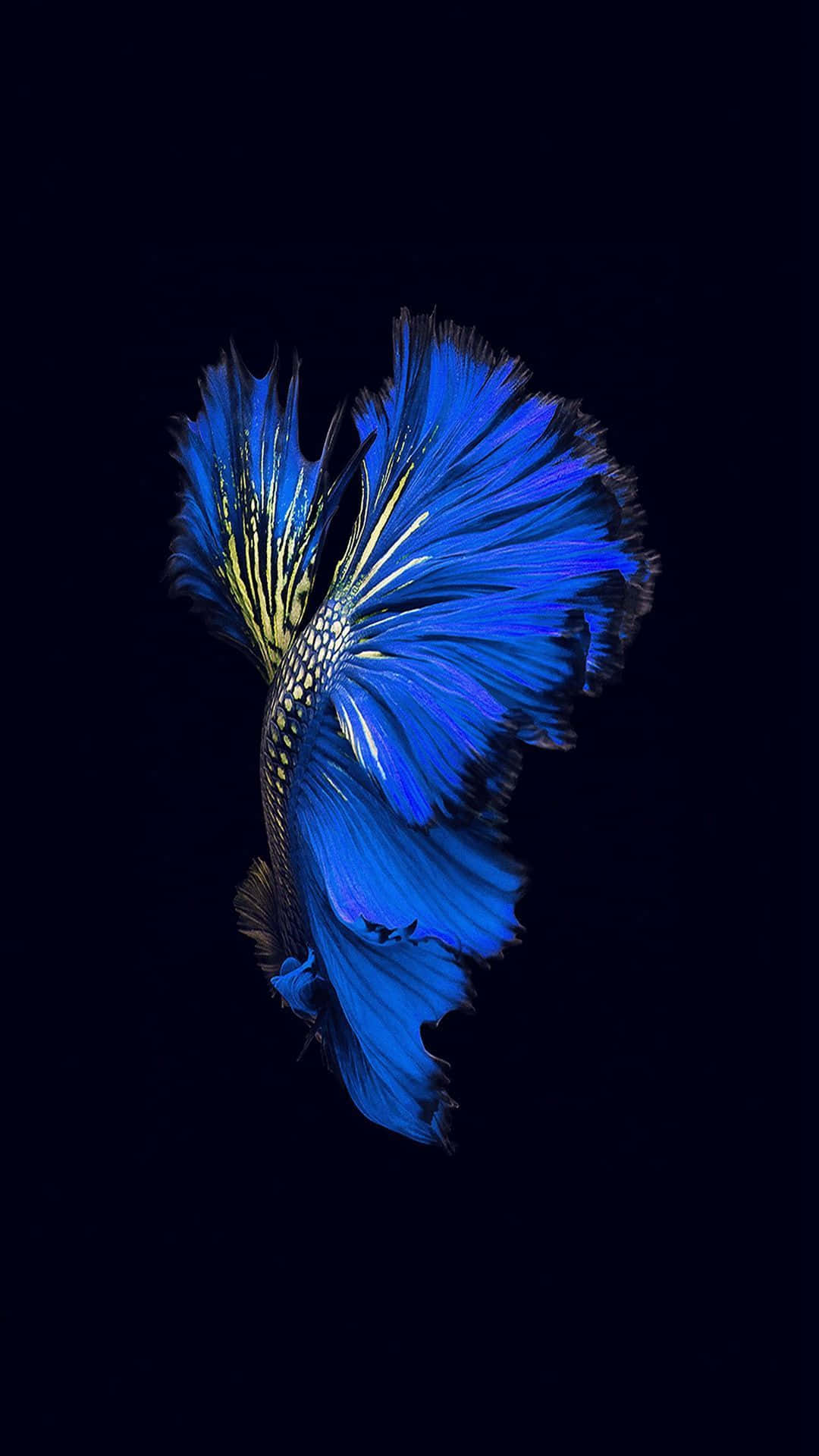 Samaki wa Siamese Fighting Fish iPhone 7 Plus Live Picha ya Ukuta
