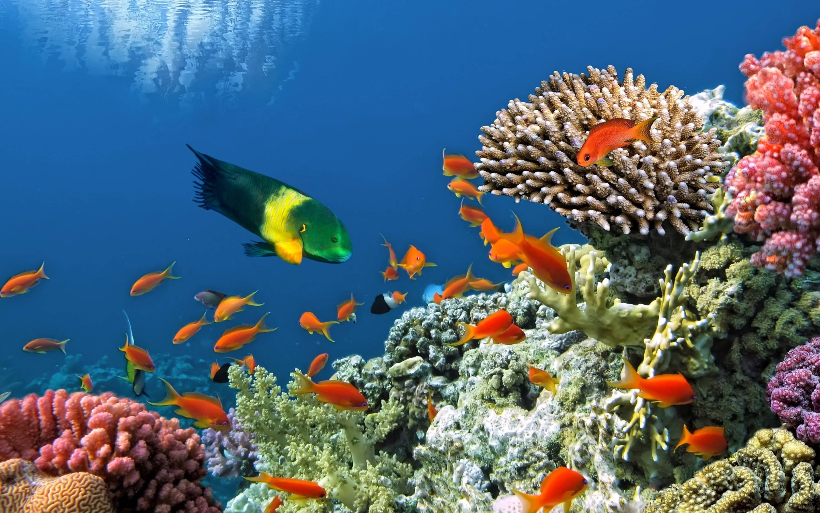 Samaki wa Tropiki kwenye Reef ya Matumbawe Picha ya Ukuta