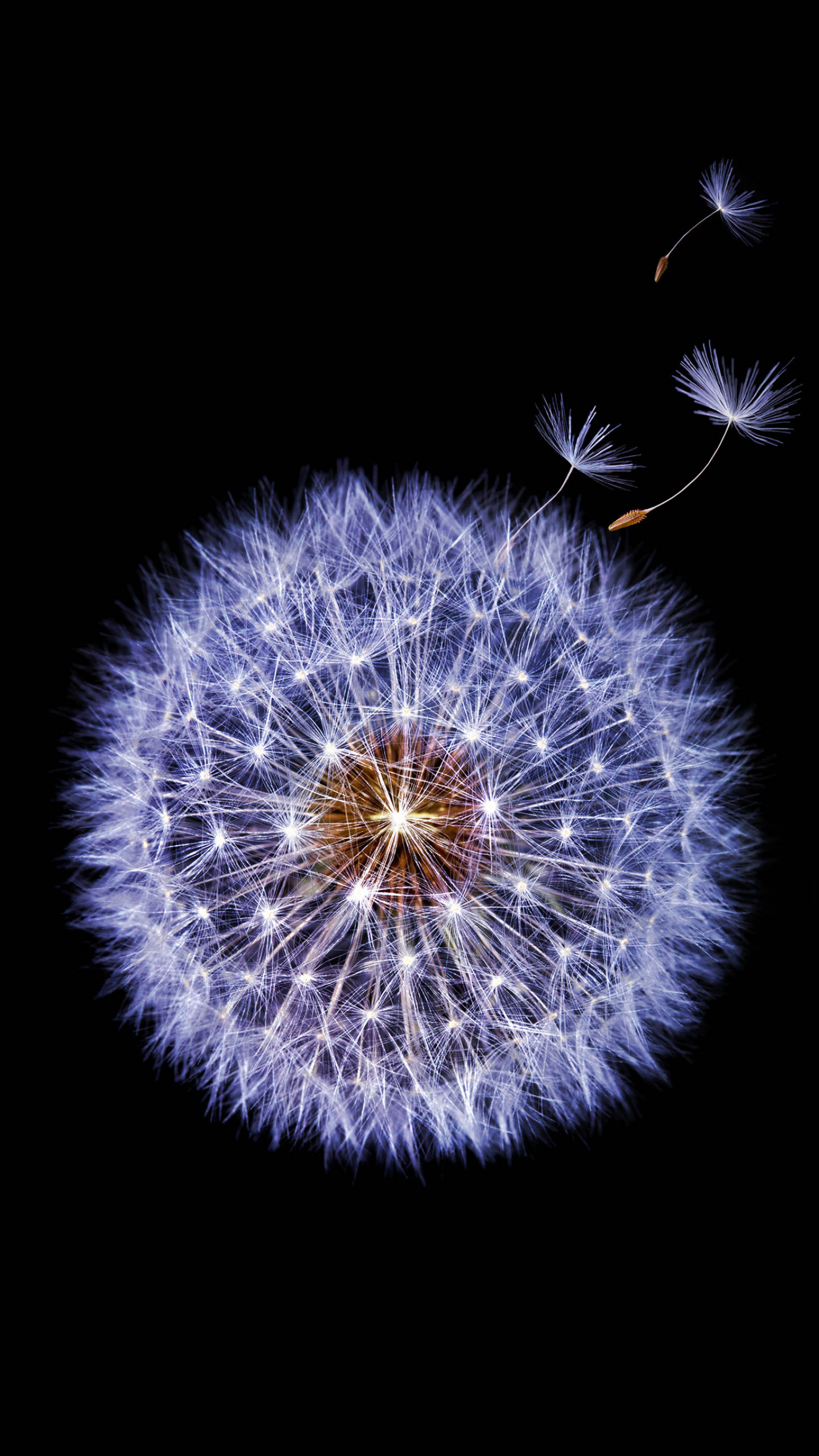 Samsung Galaxy S9 Maua ya Dandelion Picha ya Ukuta