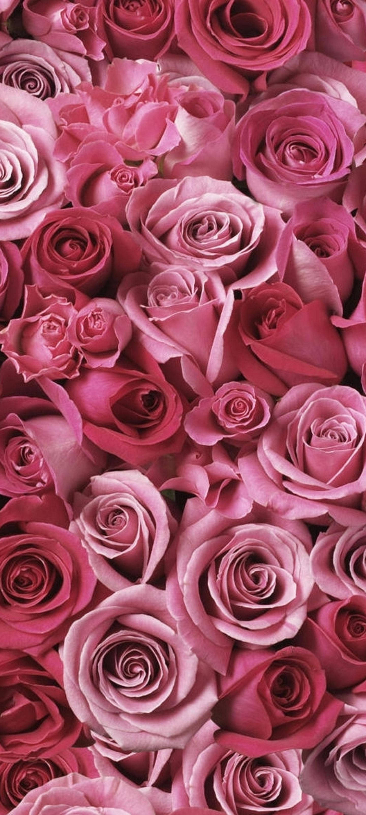 Samsung S21 Ultra Uliofanywa na Roses za Pink Picha ya Ukuta