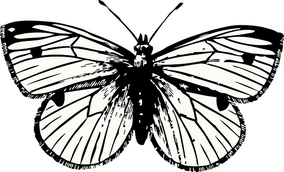 Sanaa ya Silhouette ya Moth Monochrome Picha ya Ukuta