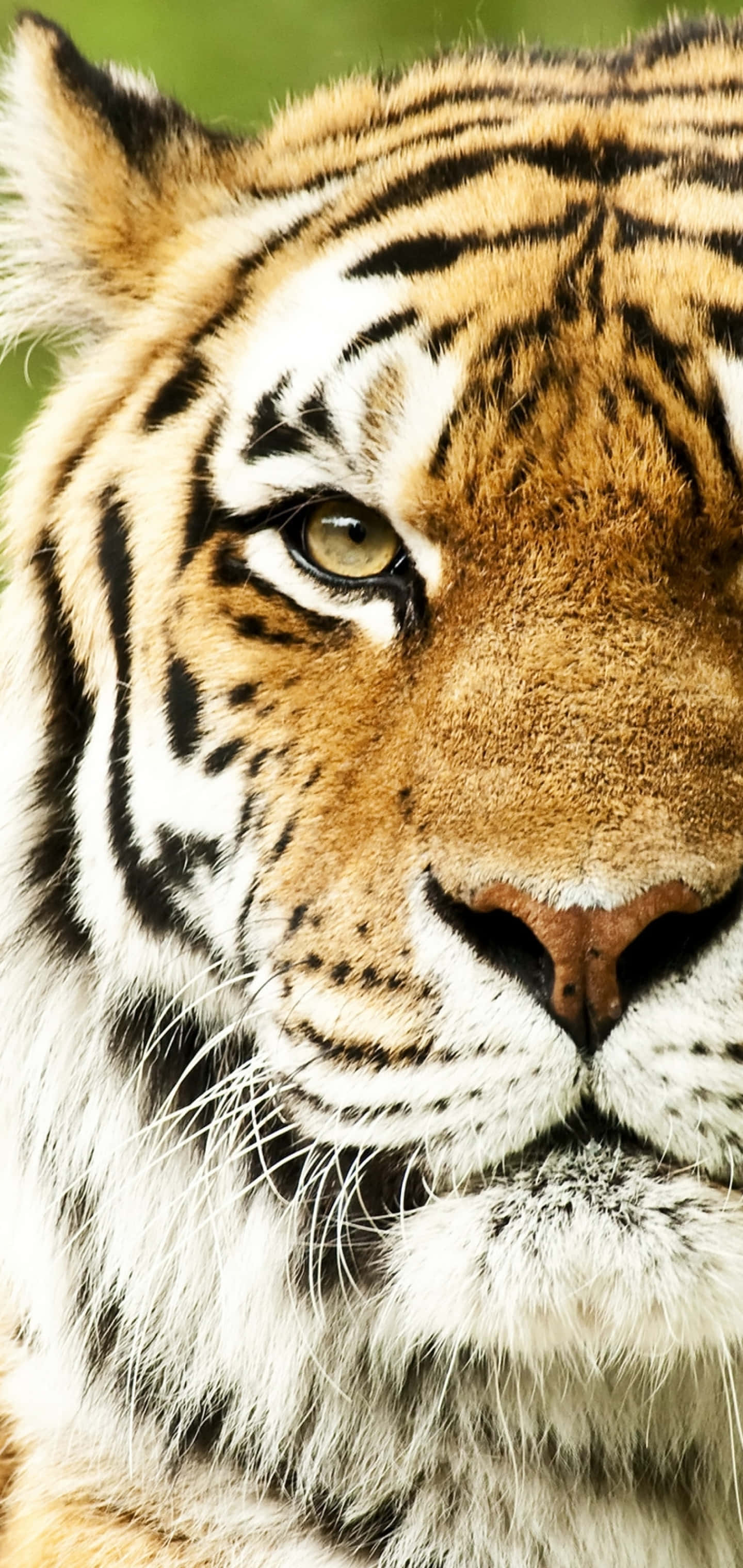 Sehemu ya Kushoto ya Uso wa Tiger Picha ya Ukuta