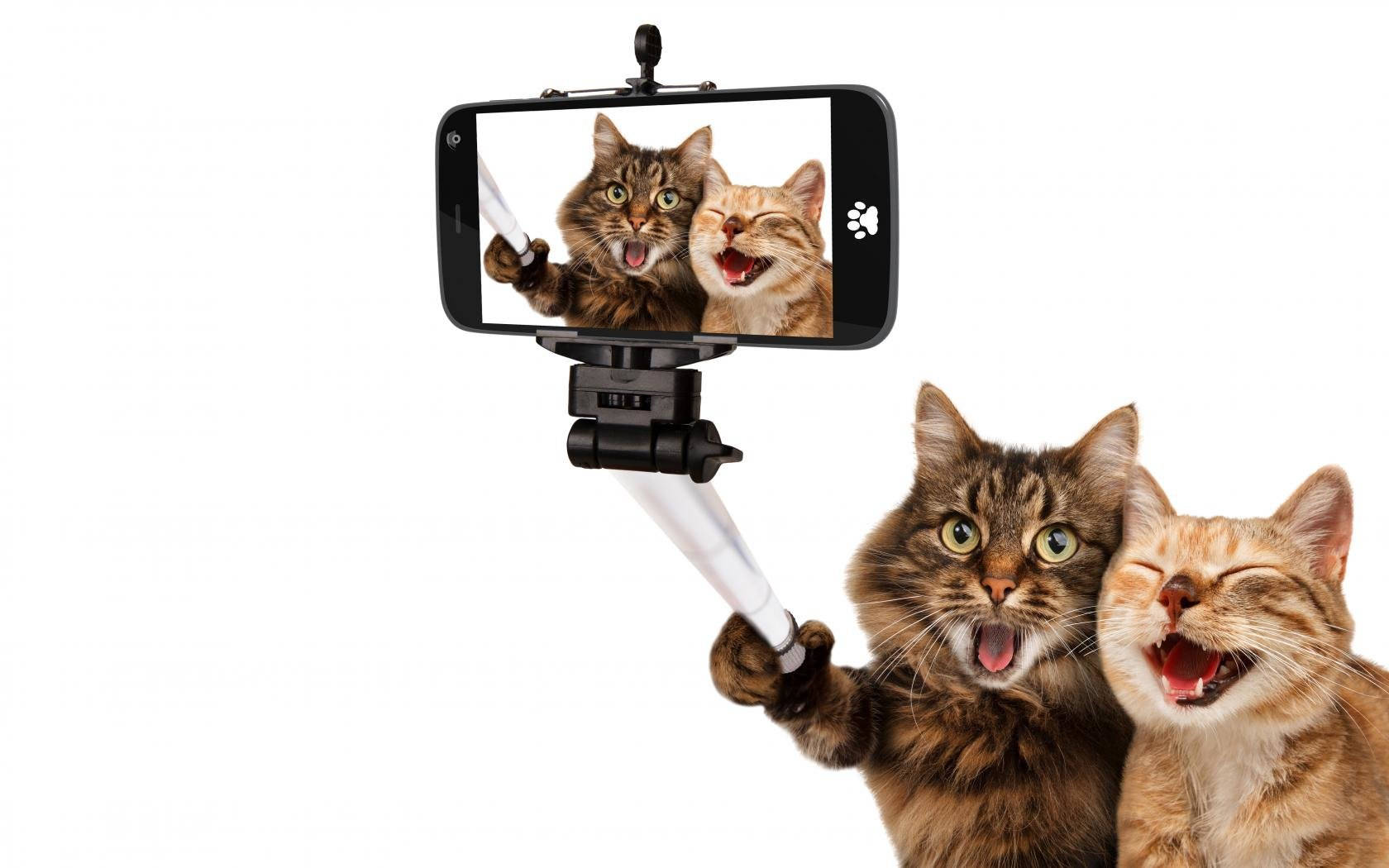 Selfie ya Marafiki Paka Wakuchekesha Picha ya Ukuta