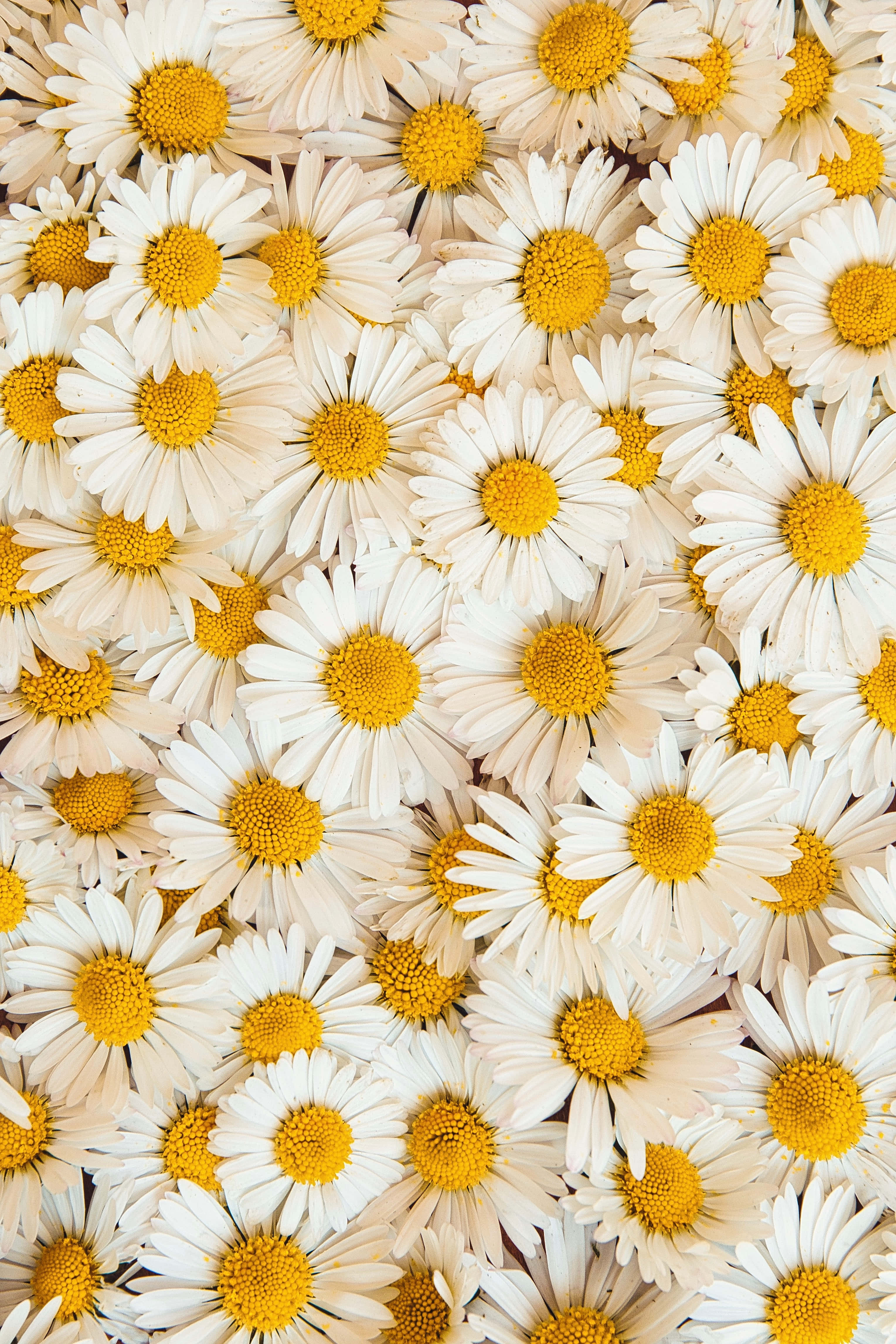 Shamba la Daisies katika Magharibi Picha ya Ukuta
