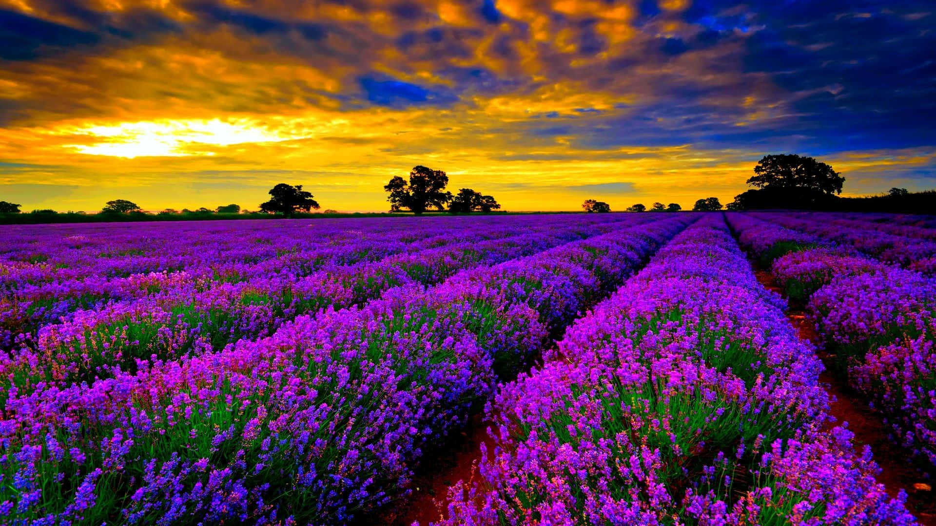 shamba la lavender wakati wa machweo Picha ya Ukuta