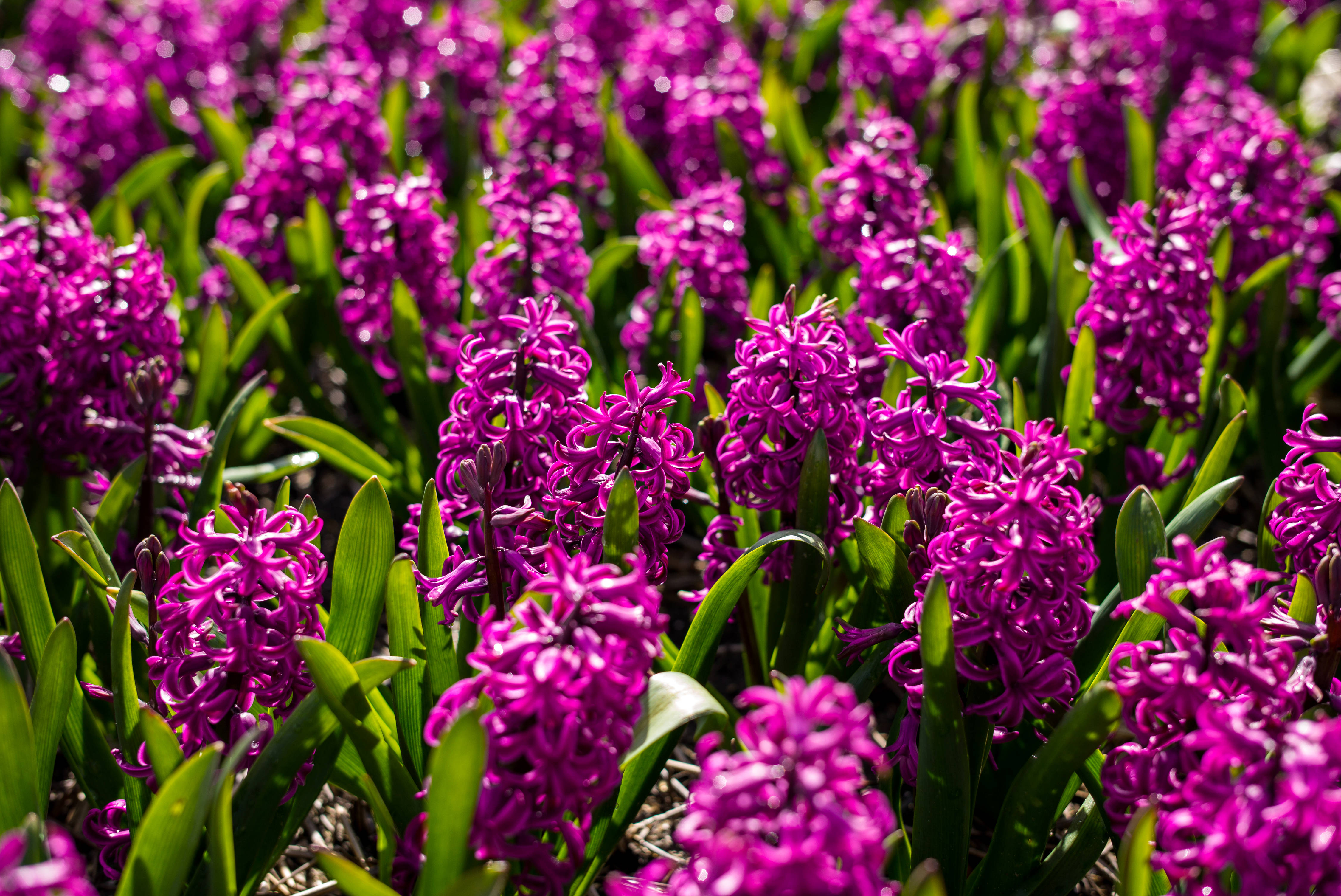 Shamba la Mwitu wa Hyacinth Miss Saigon Picha ya Ukuta